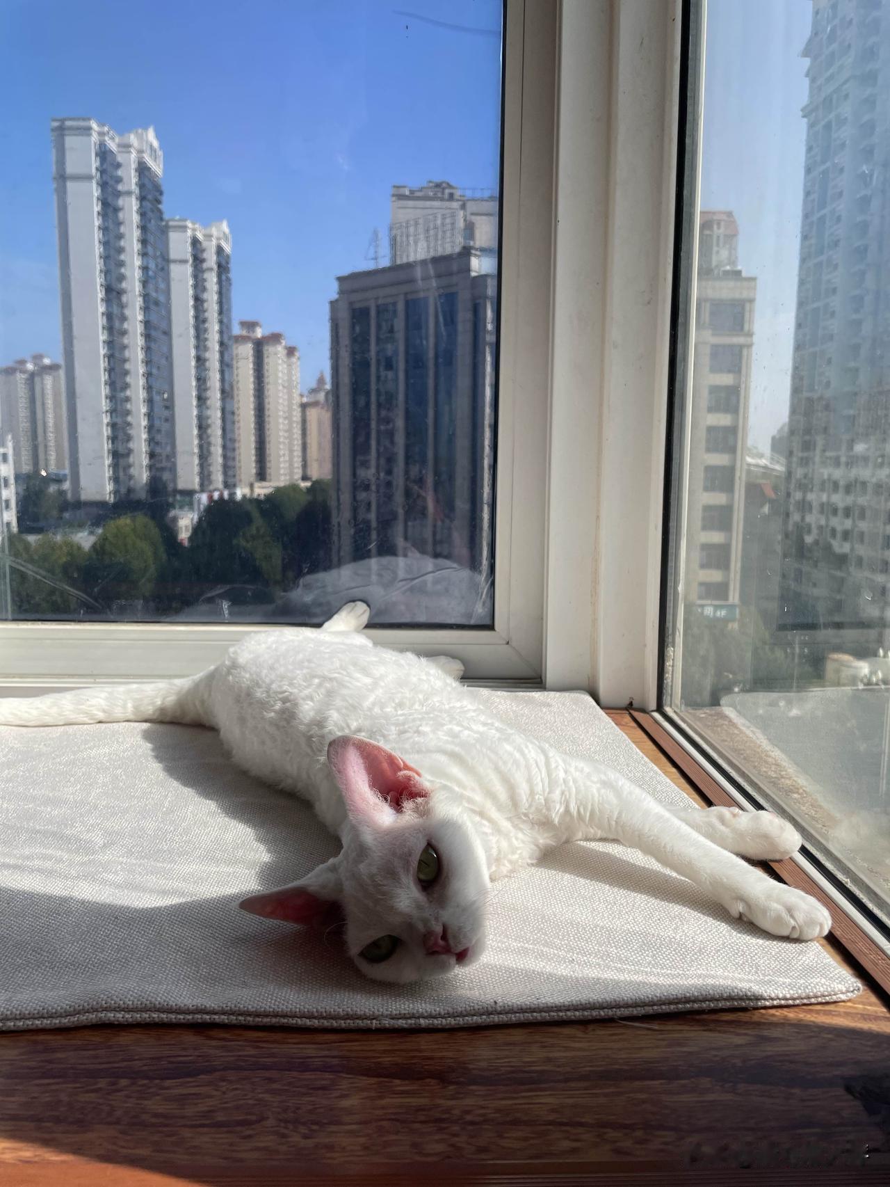 难得的一天大太阳，我家小猫咪可以在阳台上晒太阳睡觉了，看看，多舒服的样子。