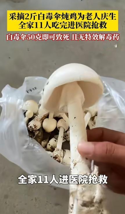 近日，广东惠州，一家属为给家中老人庆生，凭借着多年厨师经验上山采蘑菇，并把这些蘑