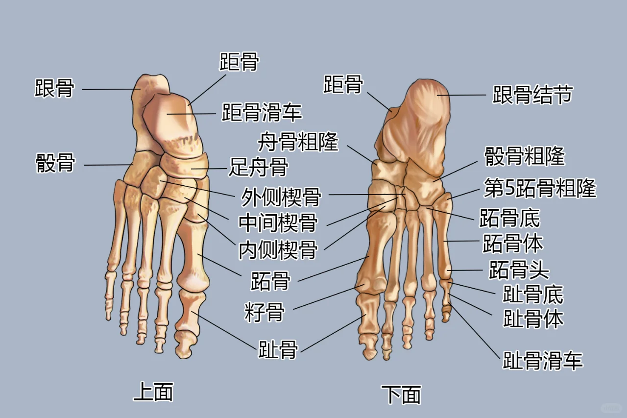 脚掌骨骼图