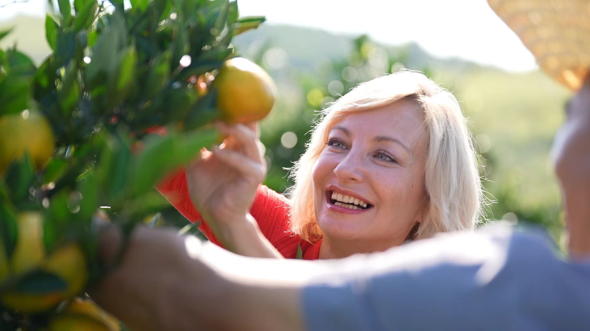 CCTV-17 陈晨与外国友人安娜体验摘橘子贵州乡村橘园里，果农李大叔手把手教主