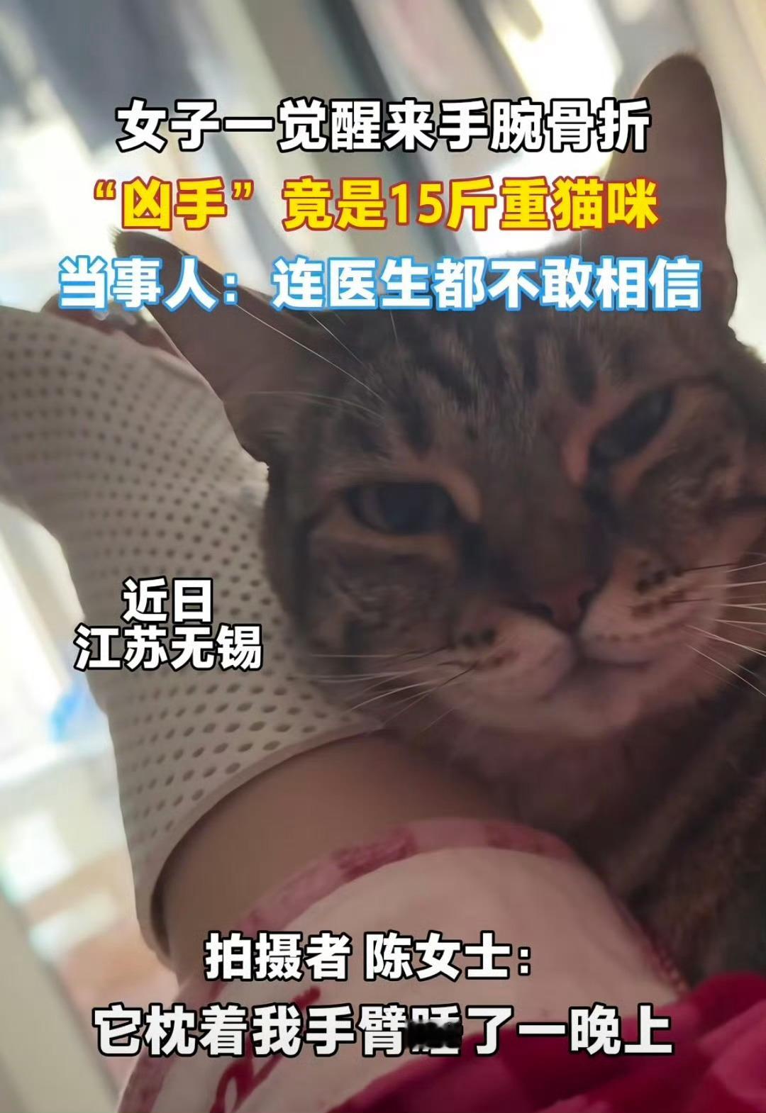 女子睡觉被15斤猫咪压致手腕骨折猫：假的别信，是她自己摔伤然后嫁祸于咪。欺负咪不