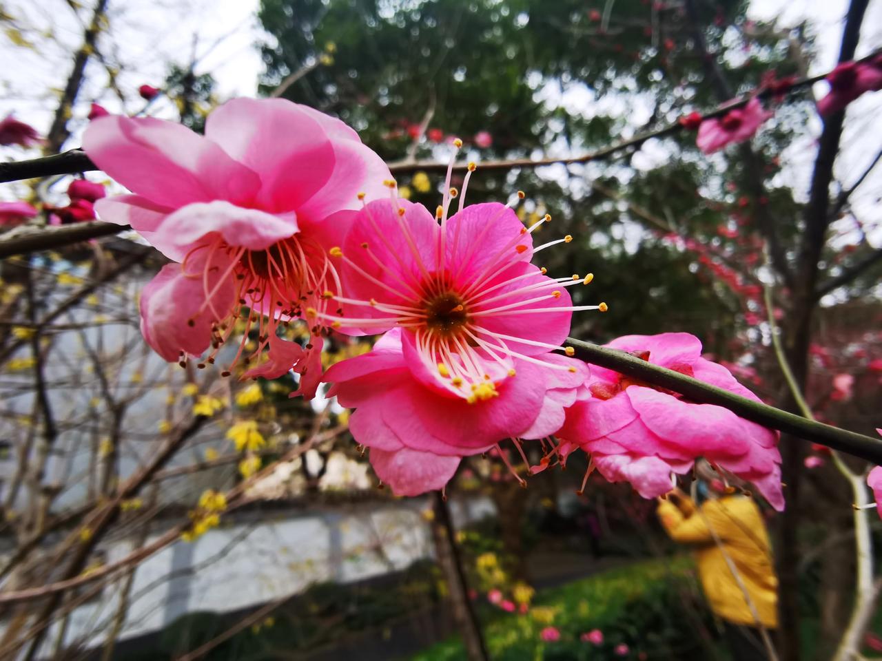 杨浦公园近日蜡梅悄然绽放，蜡梅花开春前，为百花之先，腊梅先花后叶，花与叶不相见。