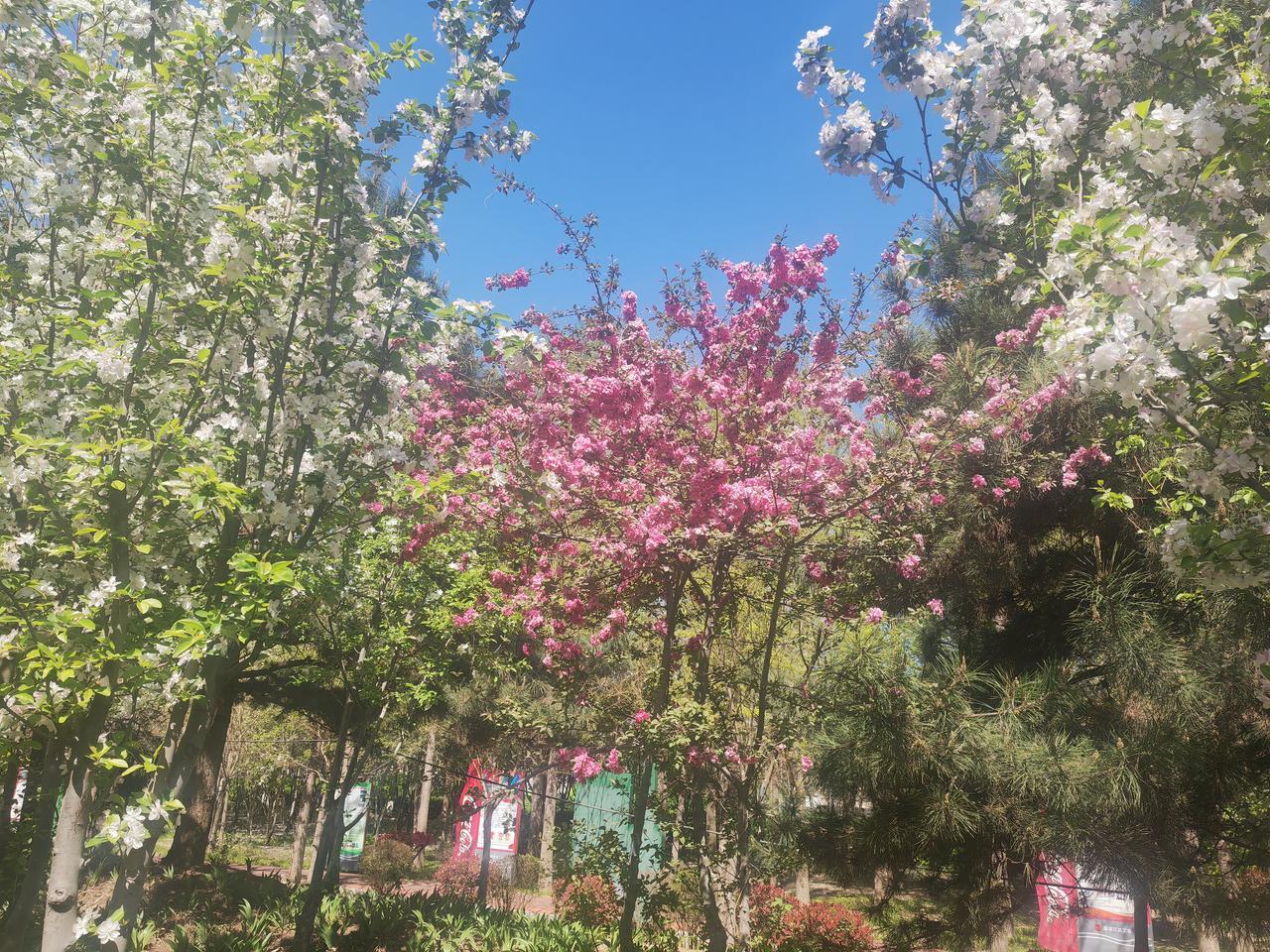 谁知道？国道307一侧，石德铁路边匆匆一过，瞥见最美的瞬间：如火如荼，花团锦簇的