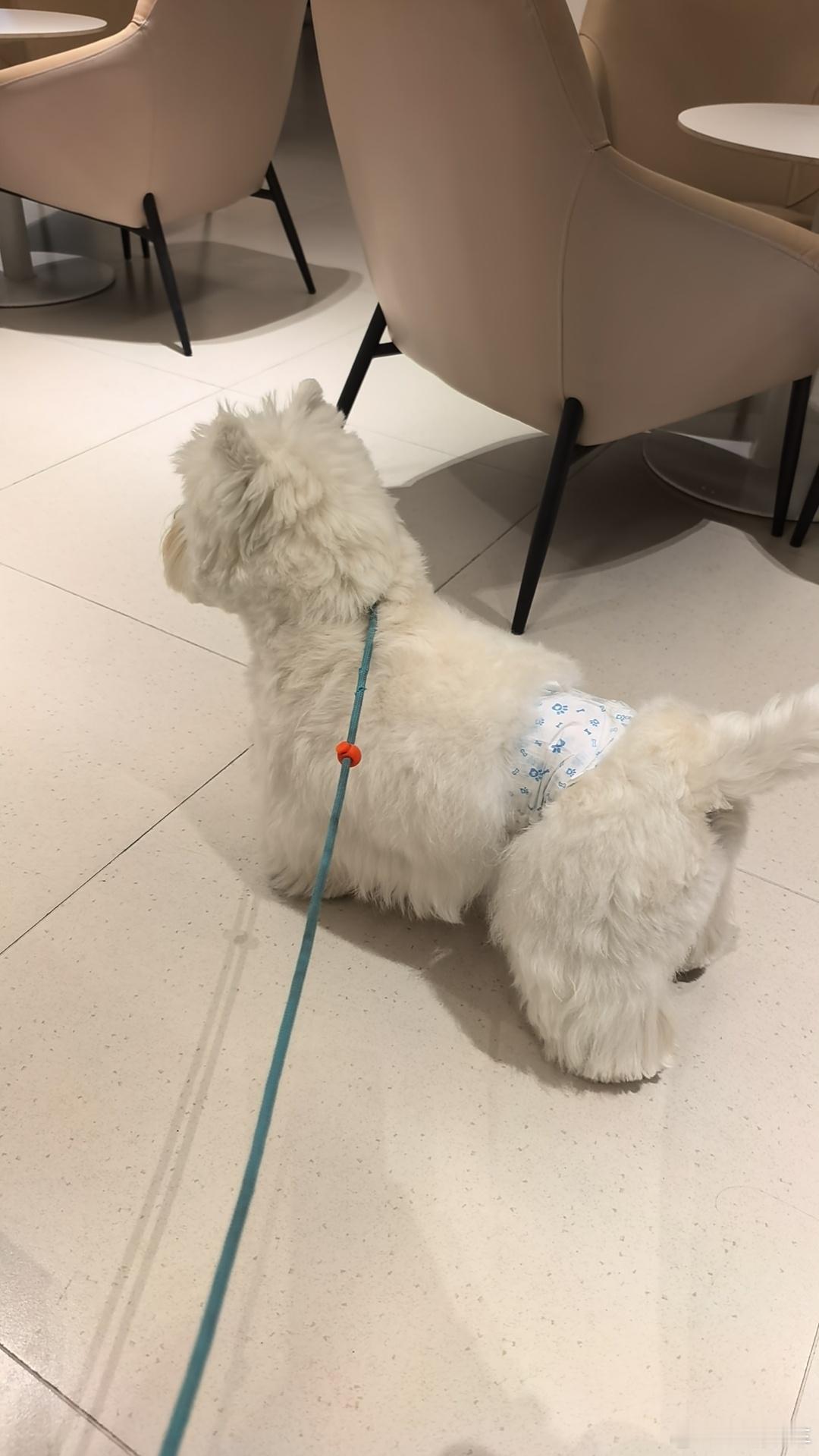 今天给有财安排了洗剪吹足足搞了3个多小时洗澡修头剪腿毛总共花费563现在又变成人