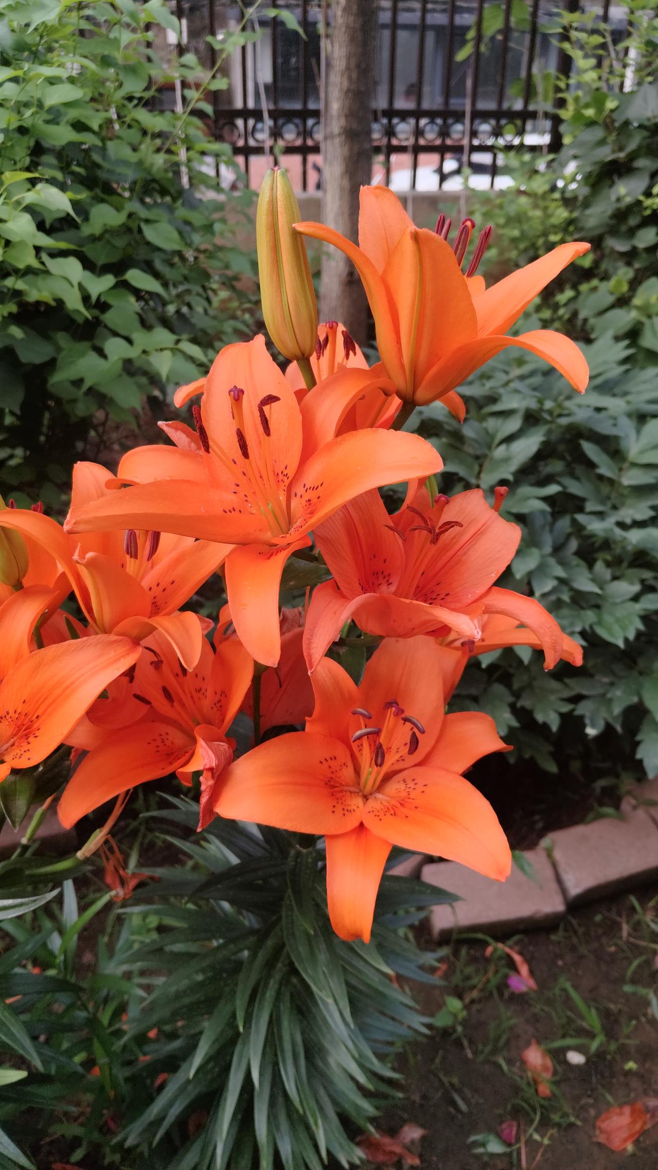 分享美丽的百合花我家小区里，开了各种颜色百合花，我爱花喜欢拍照，把这美好瞬间留下