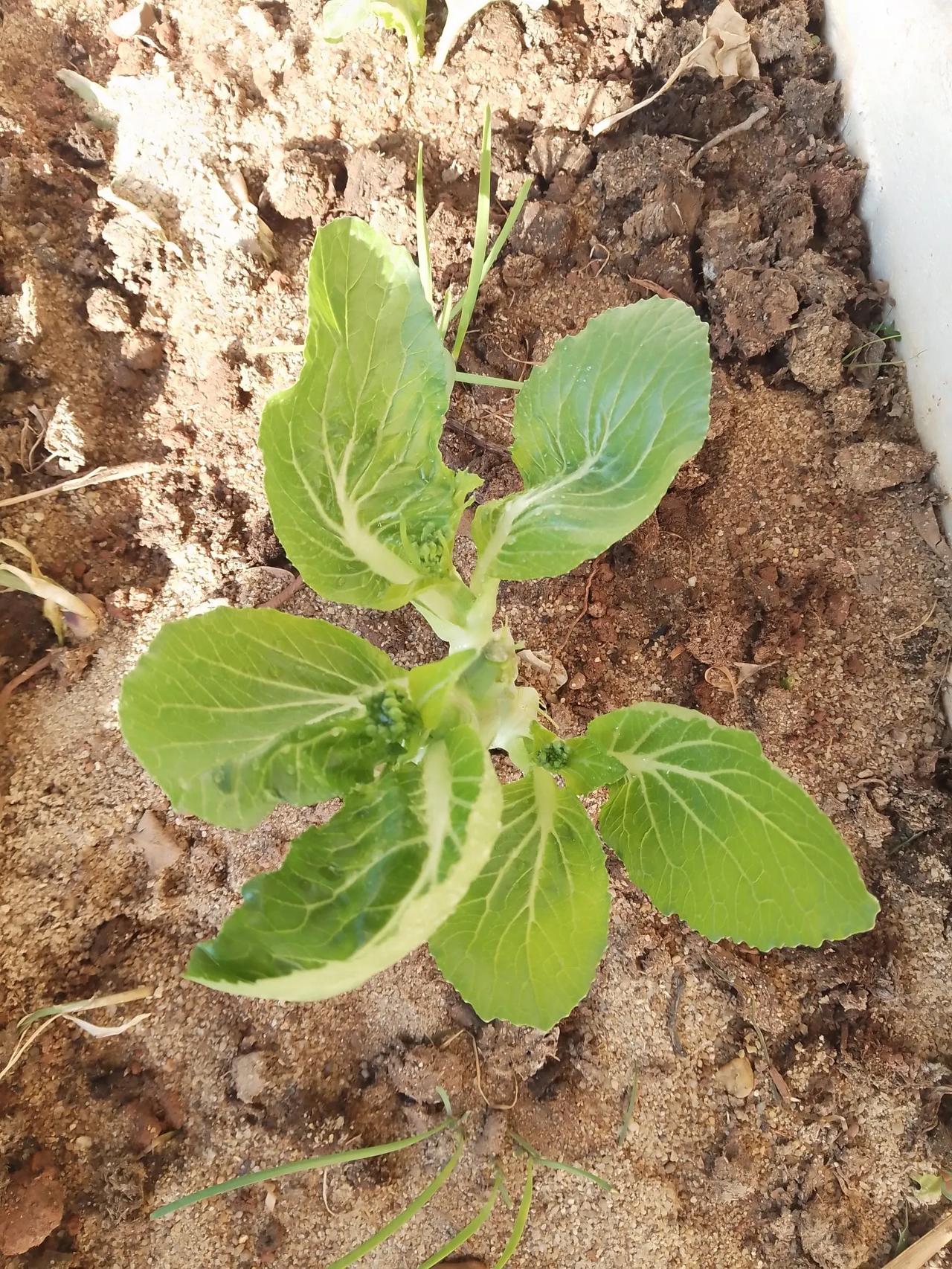 这个看起就比较清楚，大叶掰掉后，长出来四棵！中间那个花骨都看见了吧，它长出来后是