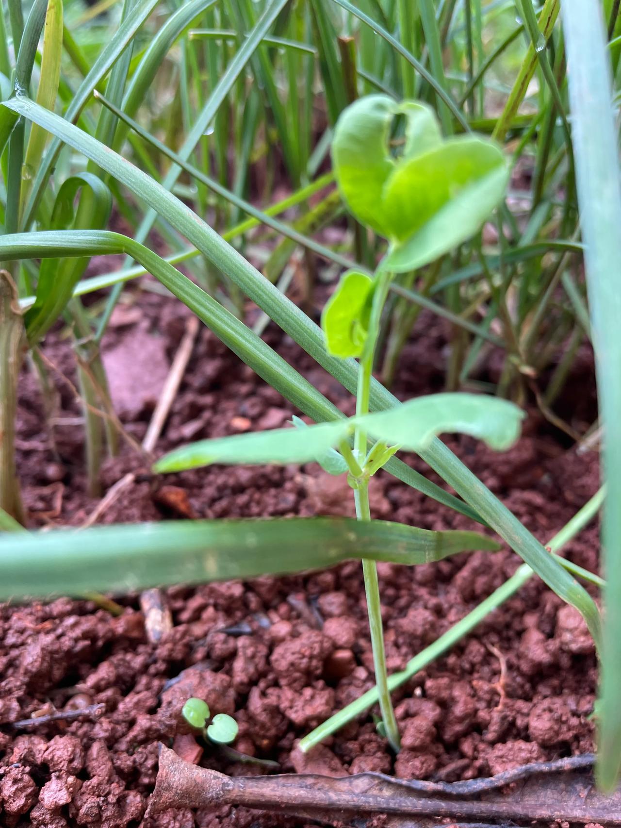
走进家院，看到我种的豌豆长高许多，格外开心。顺便摘点青菜🥬、南瓜卷 。