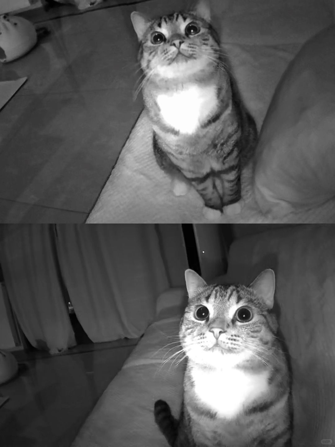 过年留守小猫的现状！