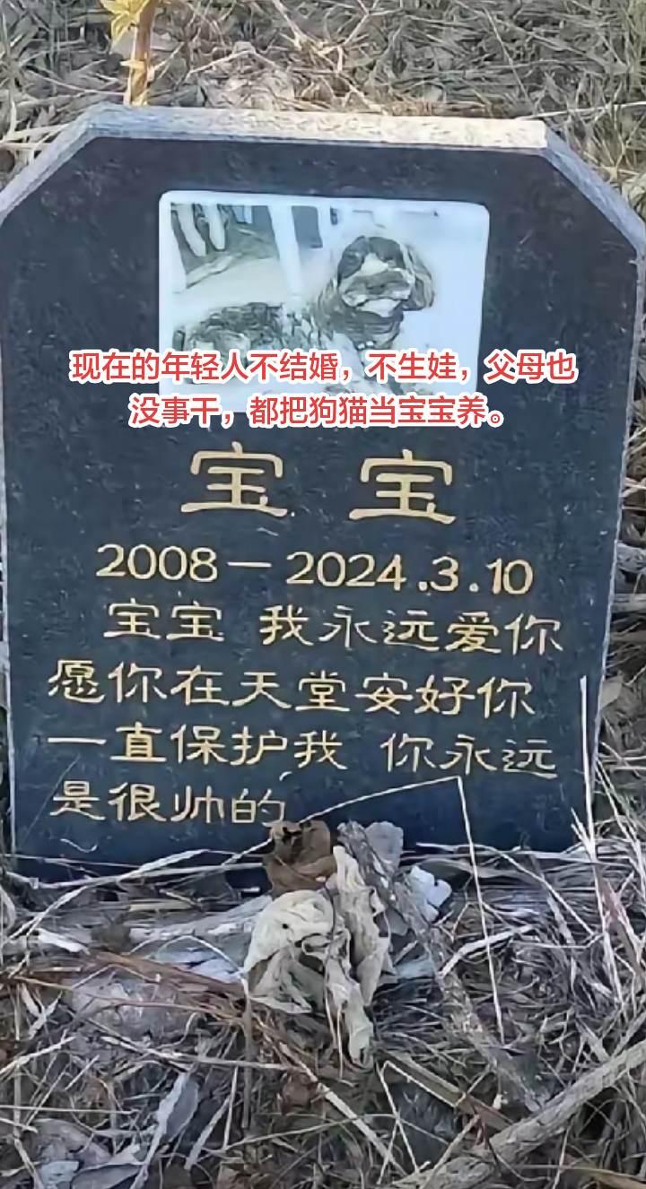 全国有宠物狗猫上亿只。没事干把狗当宝宝。年轻人不婚不育，养狗猫，他们的父母没事干
