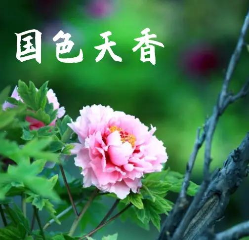 柴米油盐吃三顿，
梅兰竹菊香九洲。
横批：《吃三顿与香九洲》