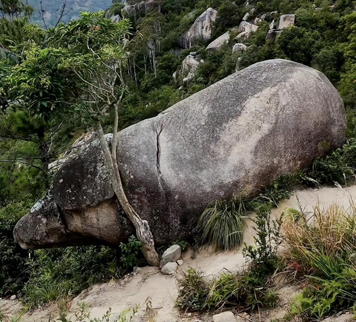 福建霞浦一块石头火了！
网友看了直呼：“这不就是二师兄本尊吗？”景区连忙回应：天