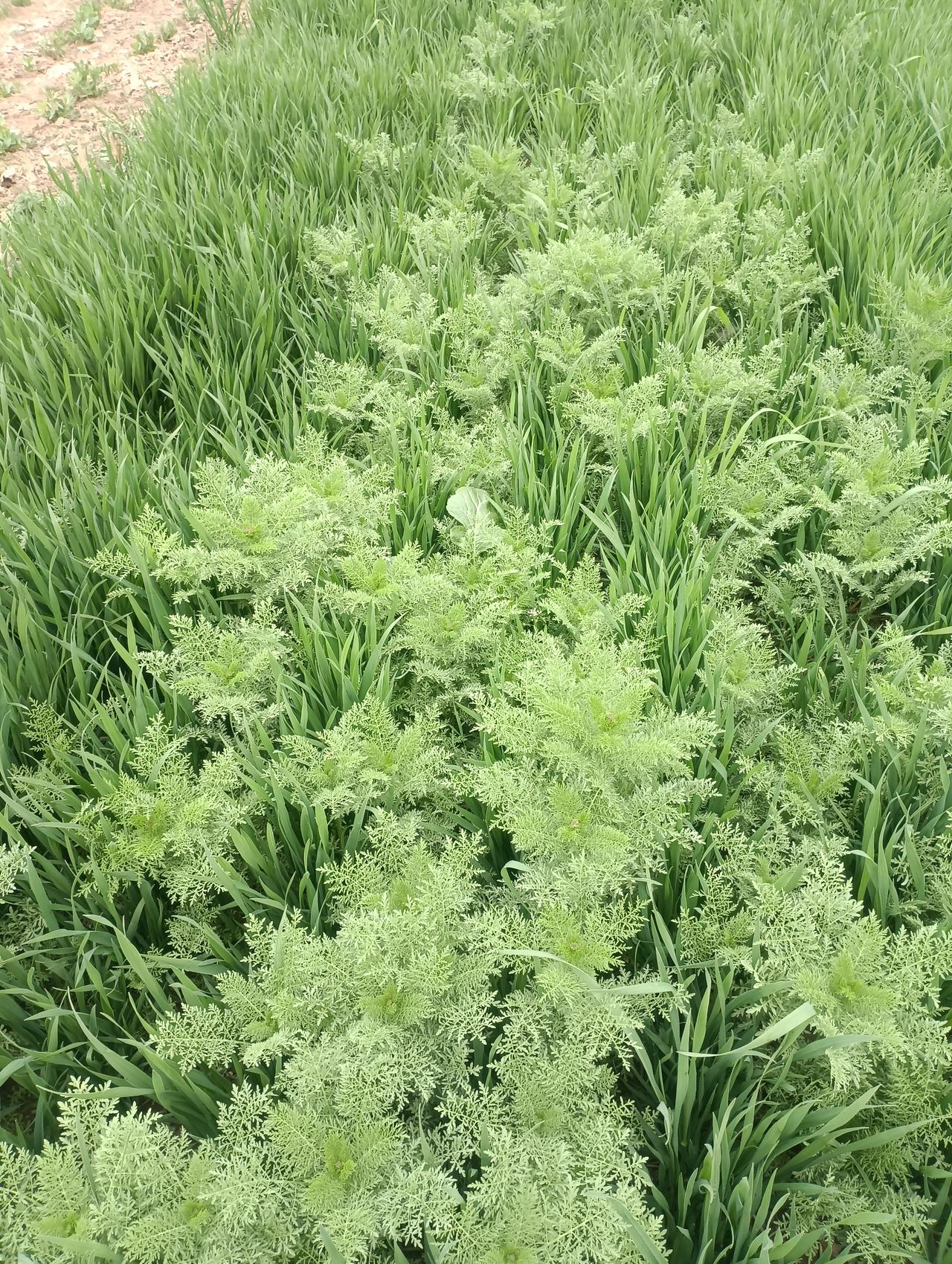 想吃安全面粉，还得亲自下手。
  家里的自留地有半亩左右，我种上的小麦，等收割了