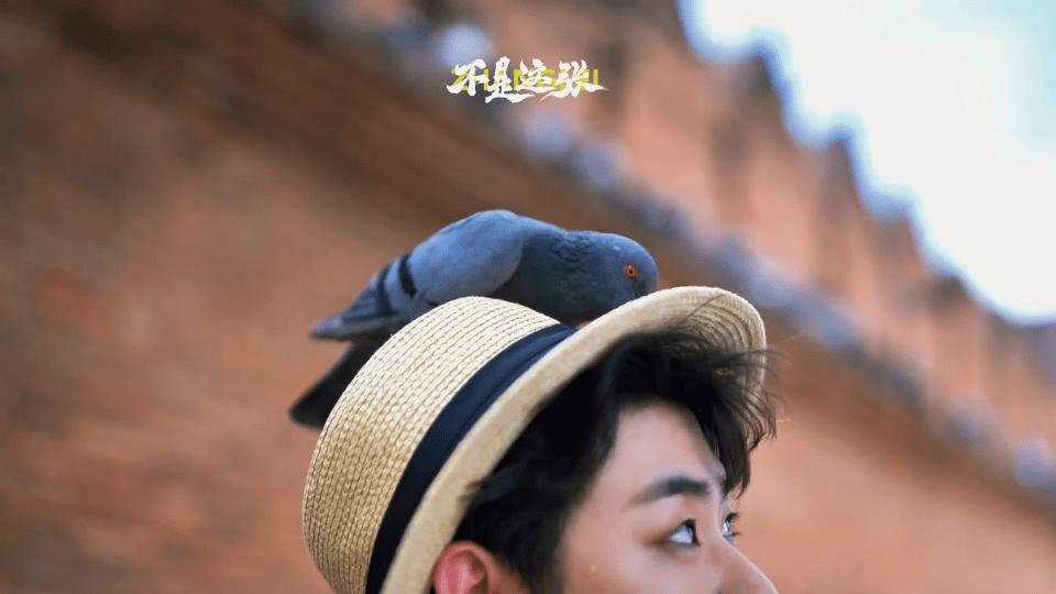 张云雷戴了一头鸟 帽子变成鸽子们的专属停靠点，张云雷就那样静静站着任由小鸟们落满