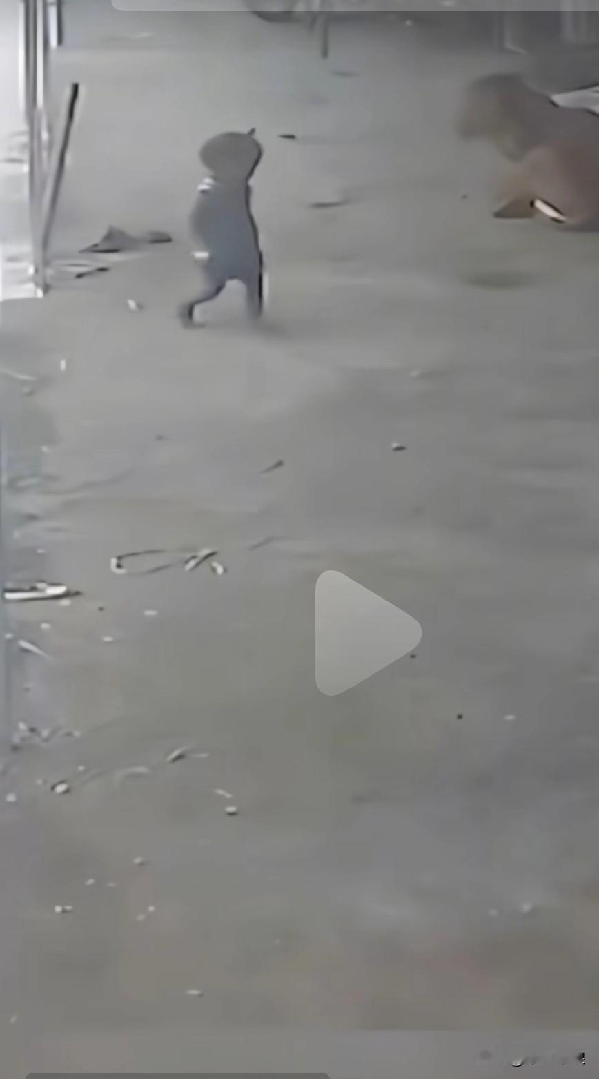 一个小男孩刚在路上学会蹒跚迈步，突然，一只成年黑狗猛地窜出，直扑向男童疯狂撕咬。
