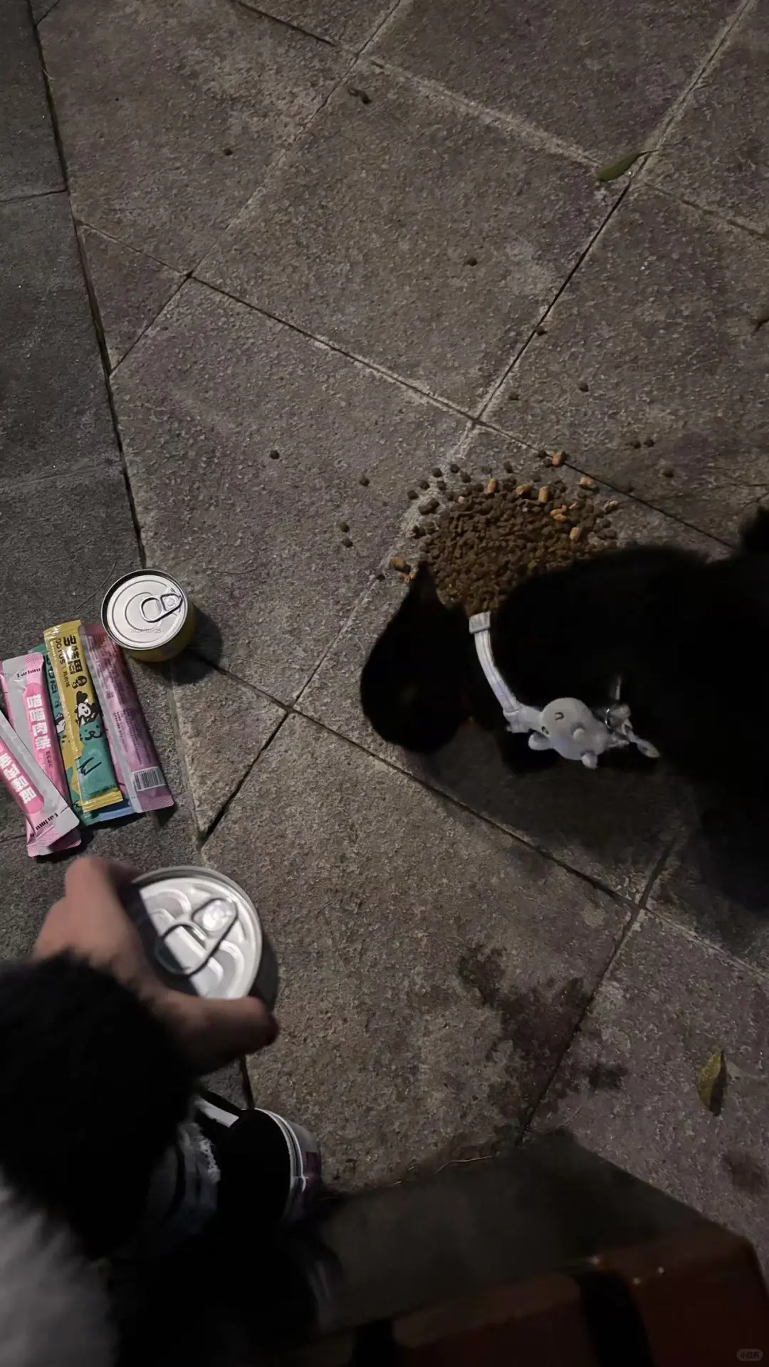 谁家的猫咪走丢了啊