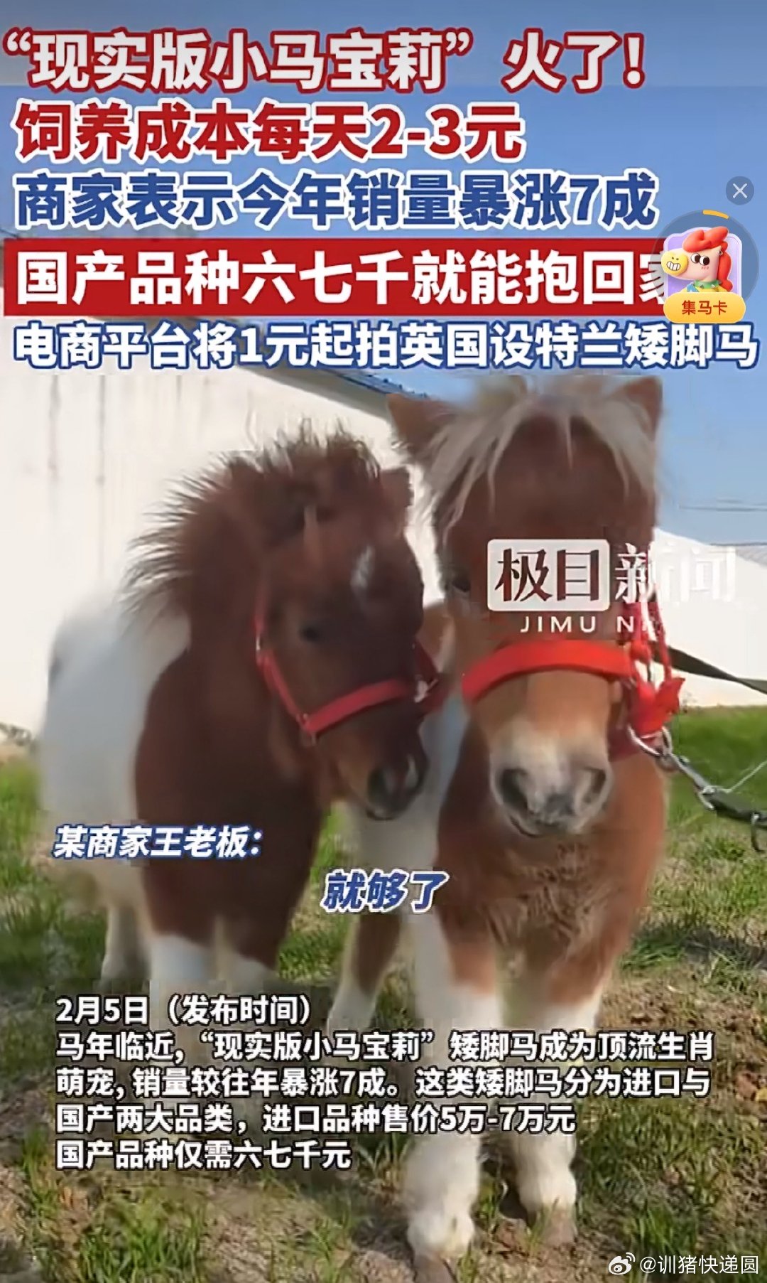 商家称马年矮脚马销量暴涨7成日养成本两三块的家庭萌马  圆滚滚小短腿+温顺黏人性