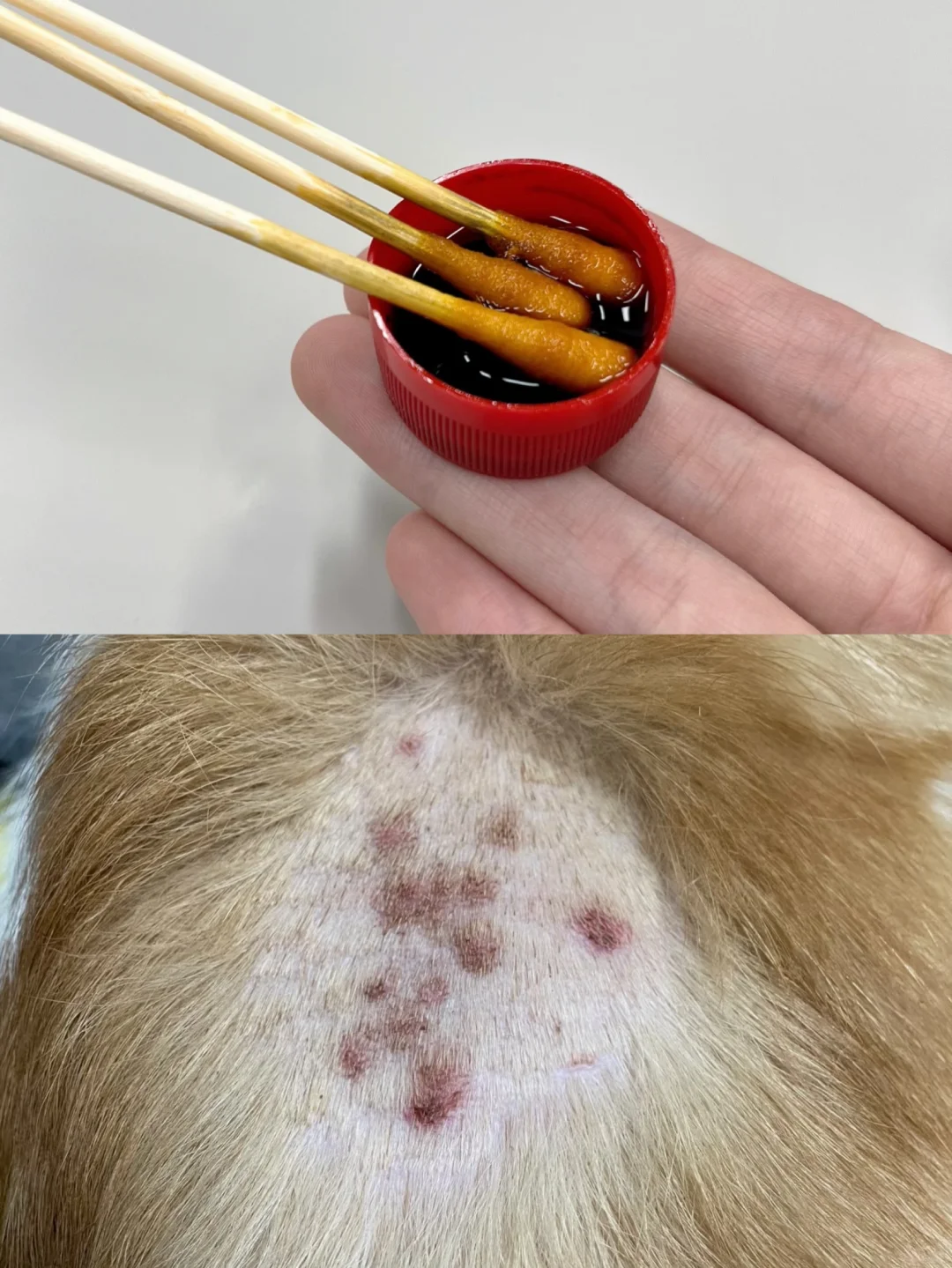 狗狗皮肤病涂碘伏有用吗？