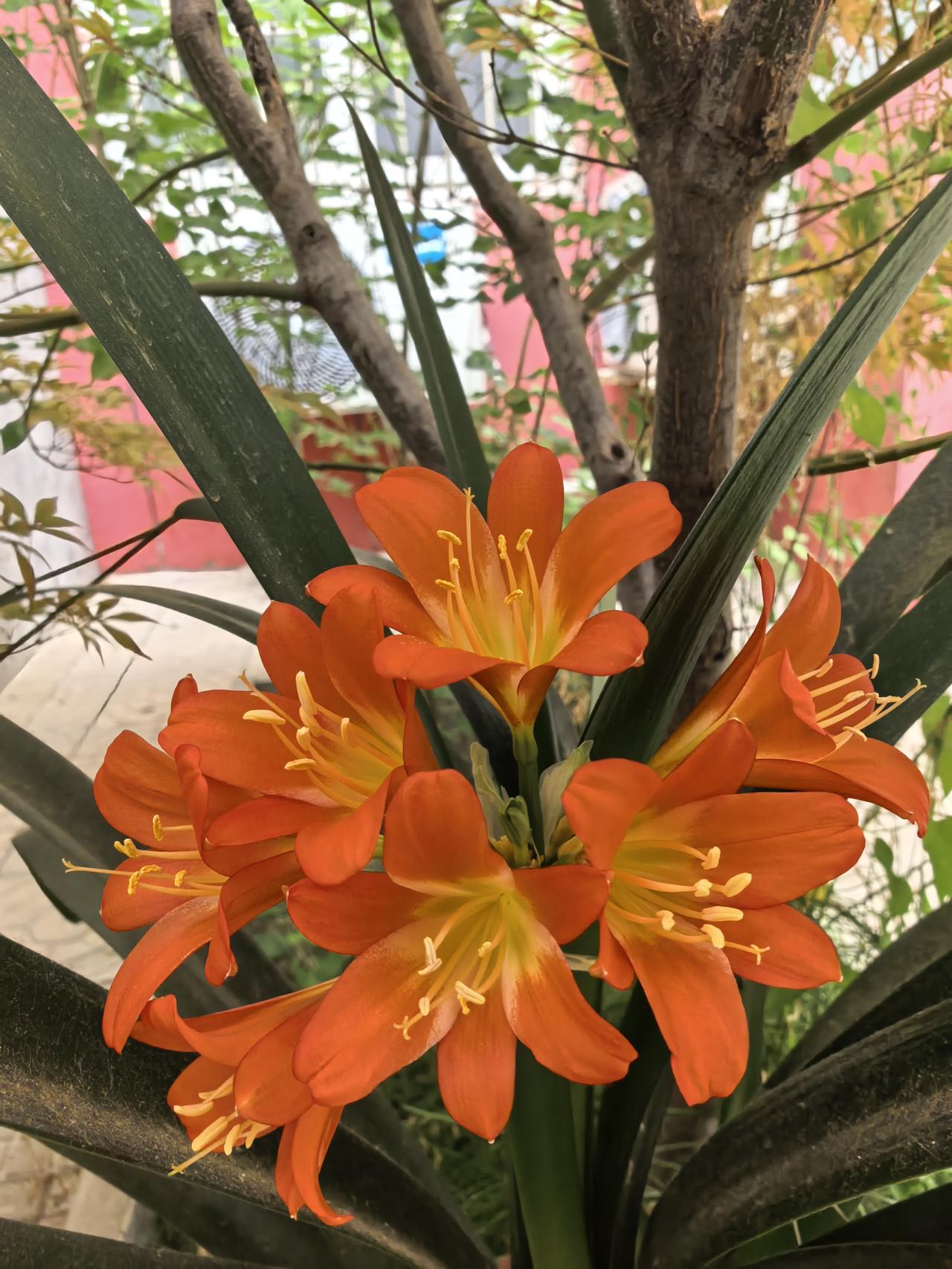 盛开第二天