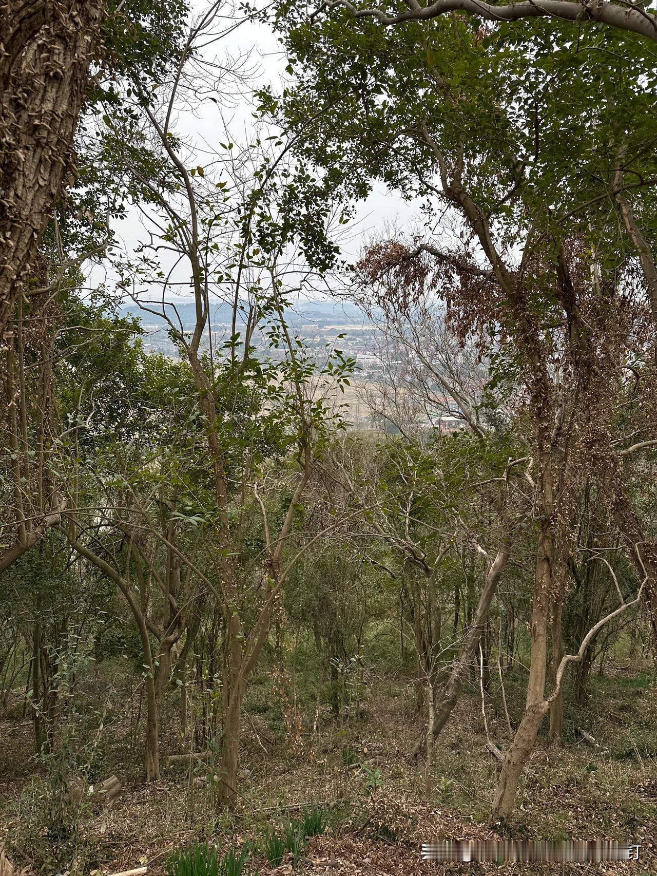 生命原是一场永不停歇的追光之旅。当婴孩睁开蒙昧的双眼，欲望的种子便在灵魂沃土悄然