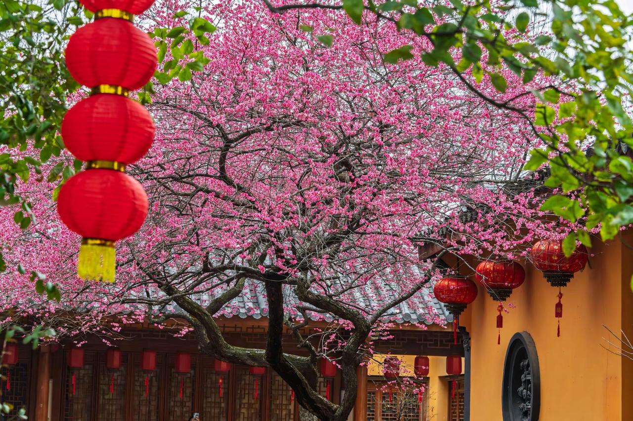 湖州铁佛寺梅花。湖州铁佛寺梅花花树古院 古建筑与花的碰撞 花与古建筑 寺庙花树