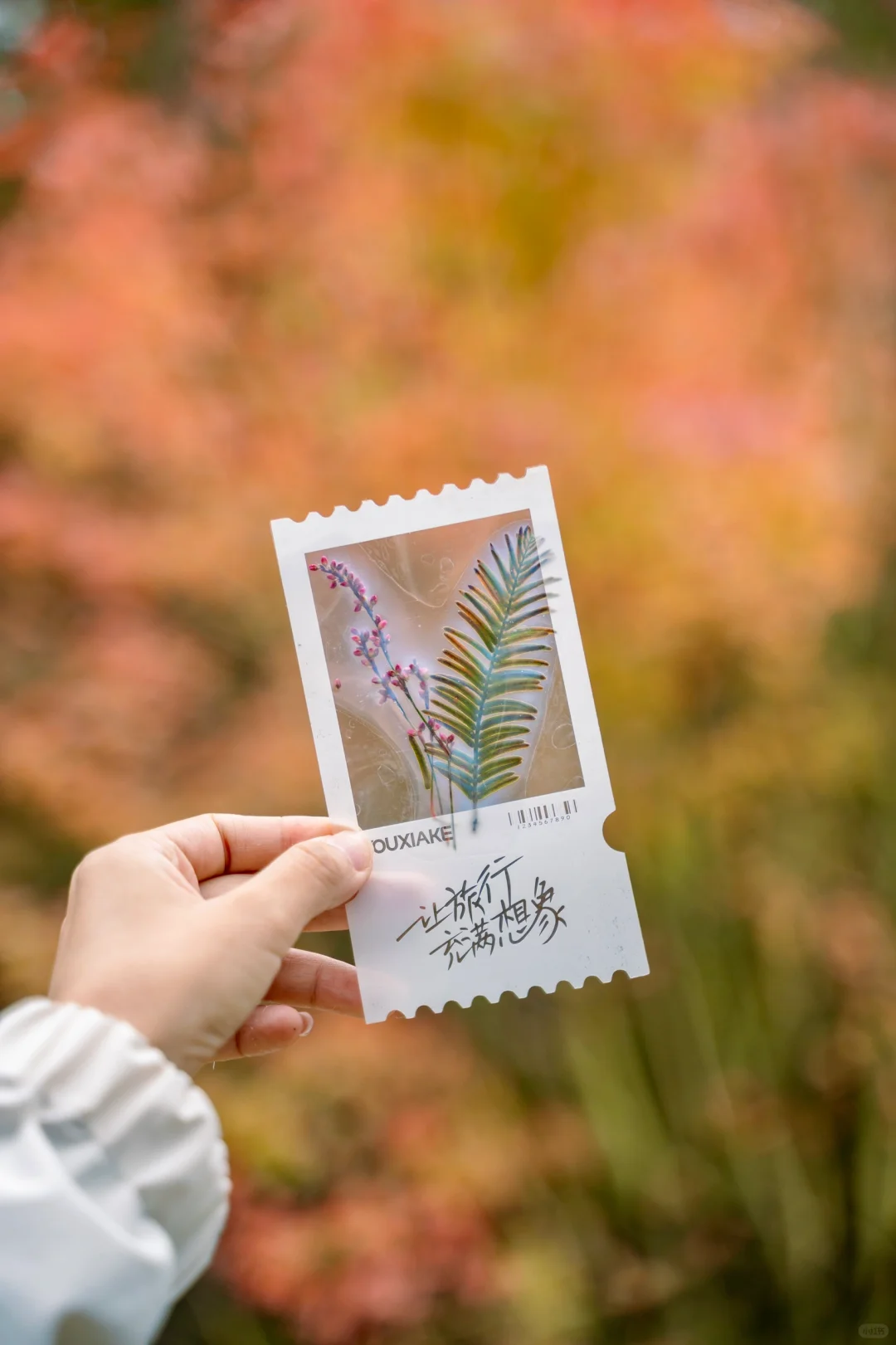 我在山里捡到了五彩斑斓的秋天🍂