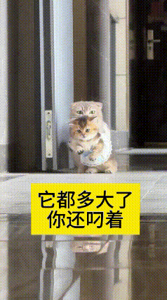 瞅瞅这画面，真是给我逗住啦！这小猫看着个头都不小了，猫妈妈还是搁这儿放心不下，非