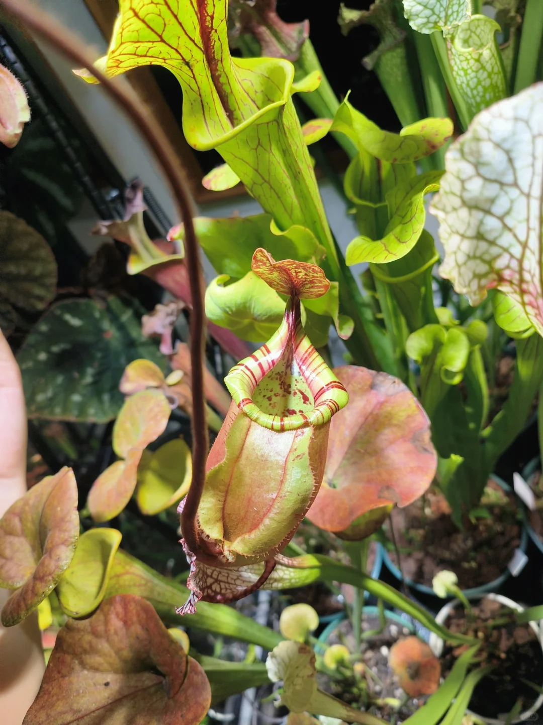 喜欢苹果也喜欢维奇的我有福了