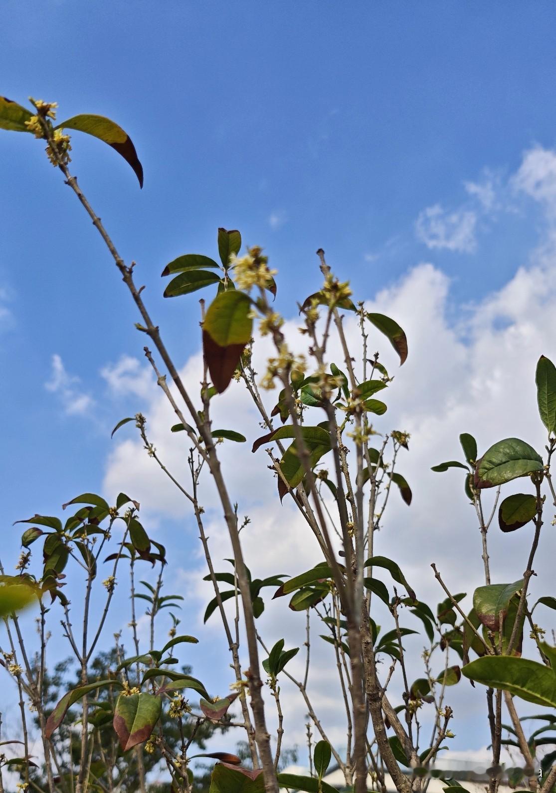 深圳二月桂花好像要爆发一样。晚上下班归途路上总有一股幽香与我相伴。