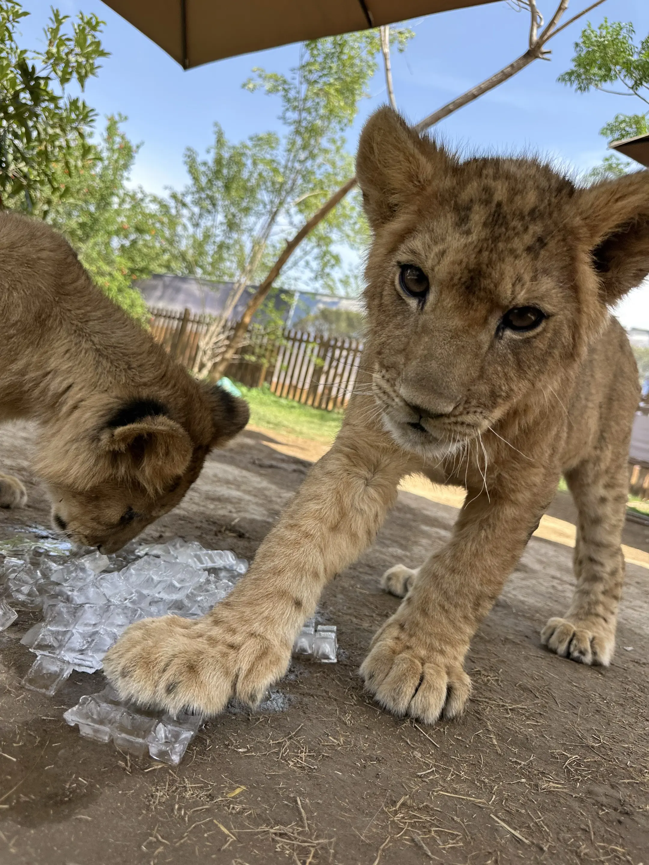 都是 真爱粉，也是很爱很爱小狮子的宝宝们。