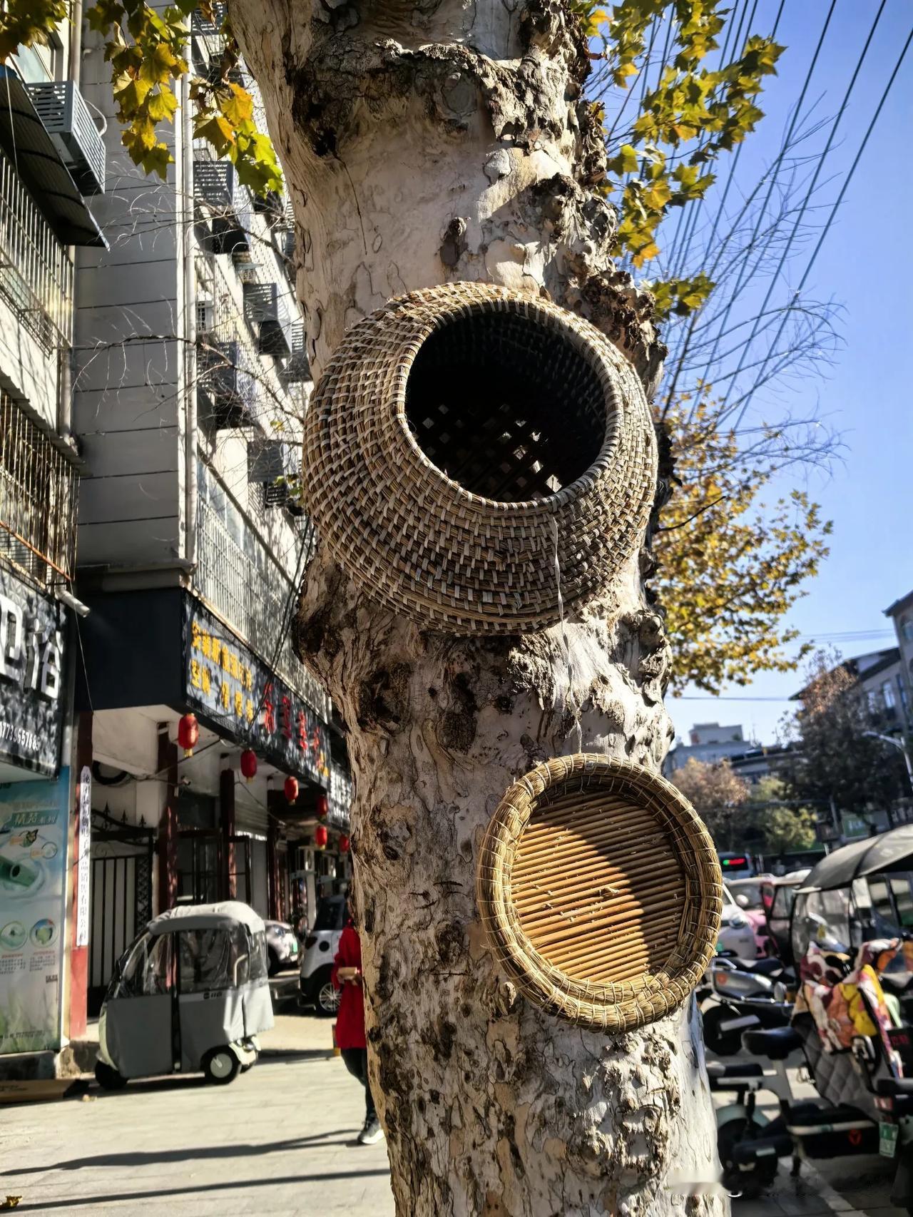 我以为看到了一个偌大的鸟窝，走近一看，原来是我错了。有没有认识这个物件的？

中