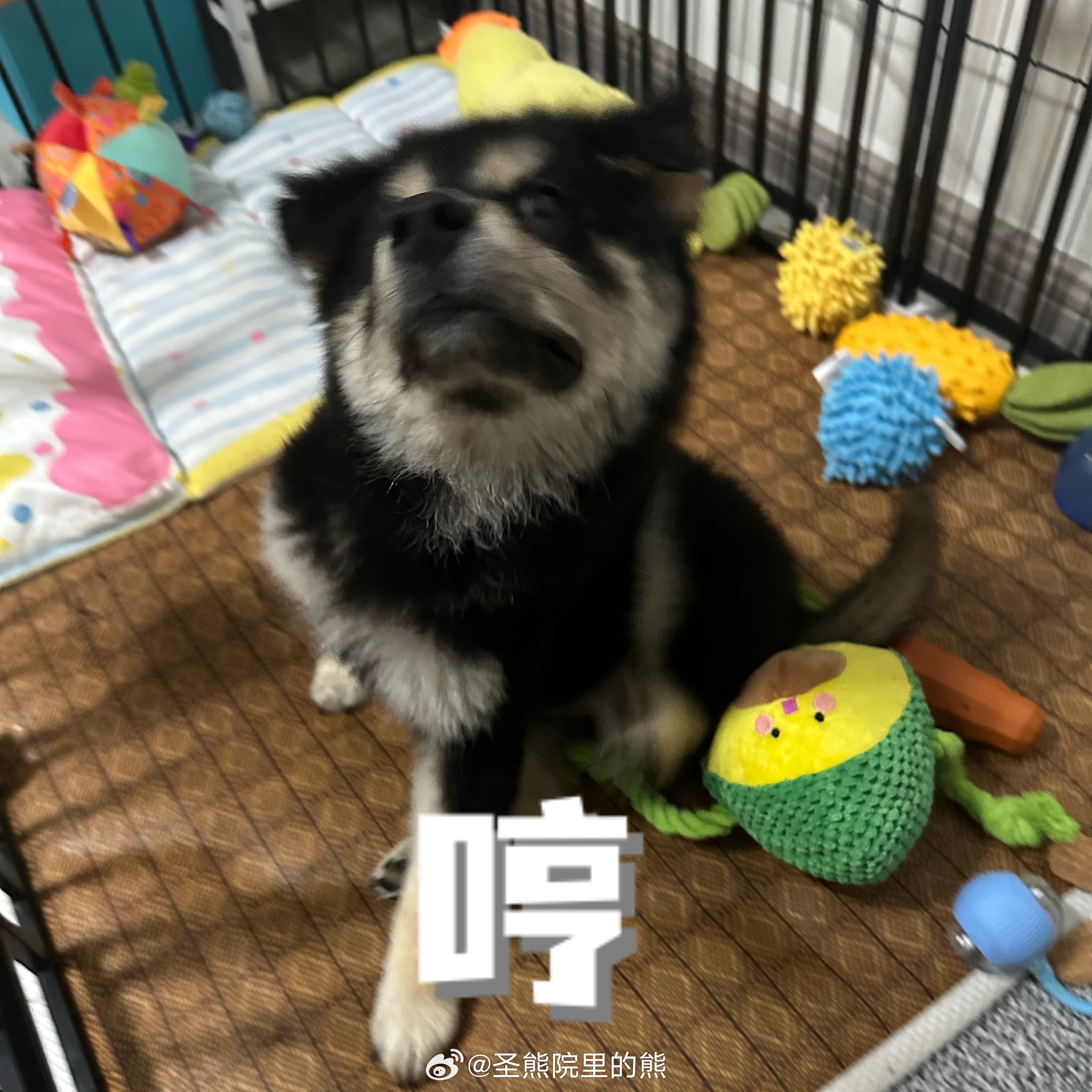 熊·闲时 可爱小猪狗 