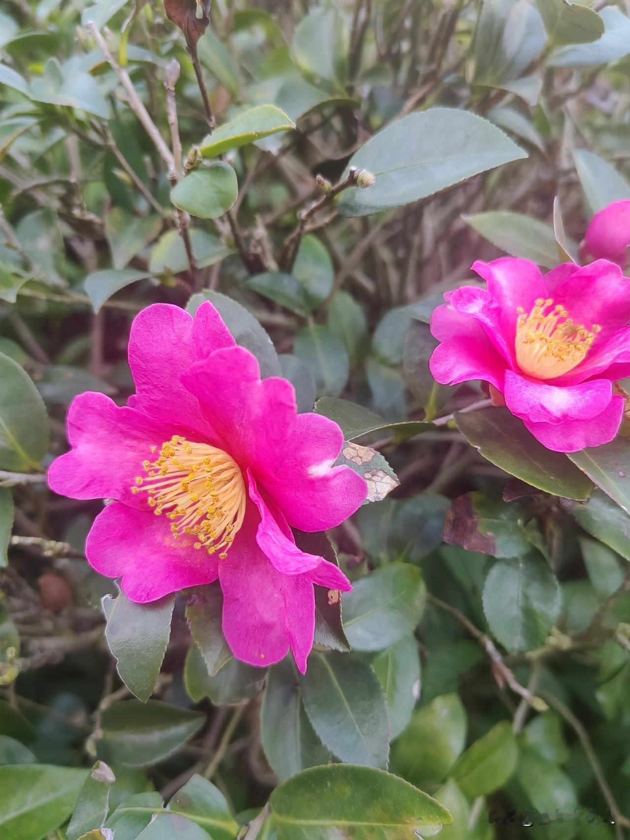 现在还能采茶？别误会，都是为了提高今年茶叶产量质量的常规操作。
今天在一片茶山，