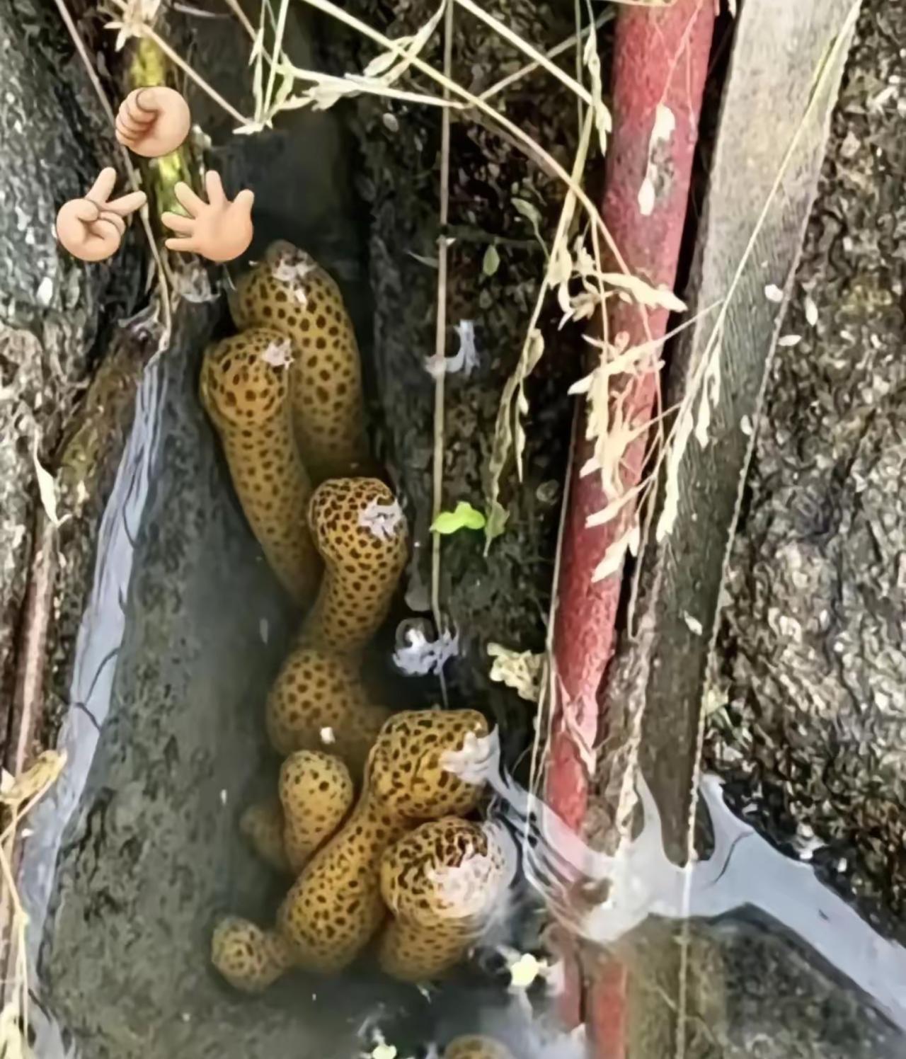 近日，广西梧州，一位村民去自家果园检查灌溉水渠时，没成想，居然在渠道底部一个石缝