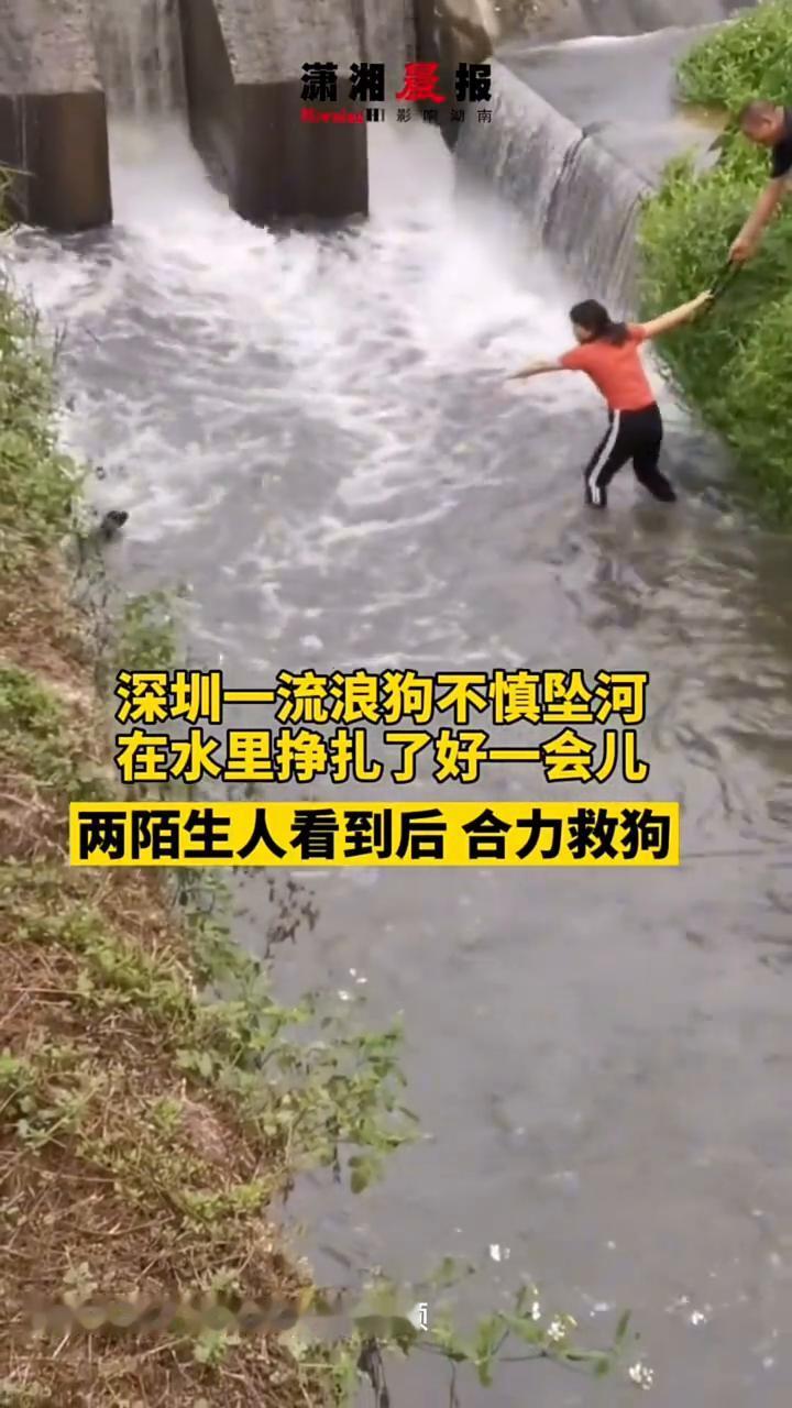 深圳一流浪狗不慎坠河，在水里挣扎了好一会儿，两陌生人看到后合力救狗。
潇湘晨报。