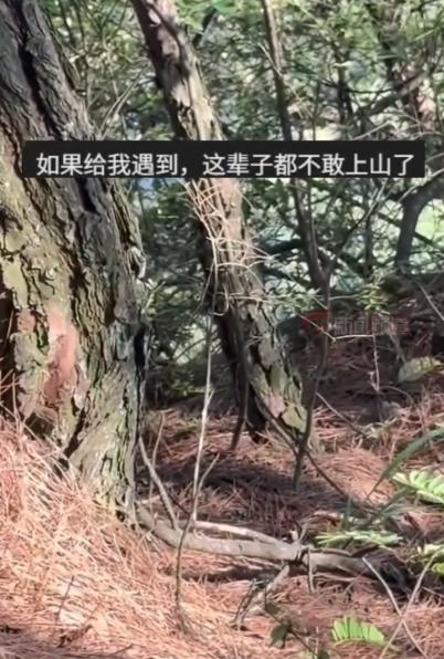 云南，一男子上山找菌子，却发现不远处的草丛里有动静，仔细一看，竟然有一只“大辣条