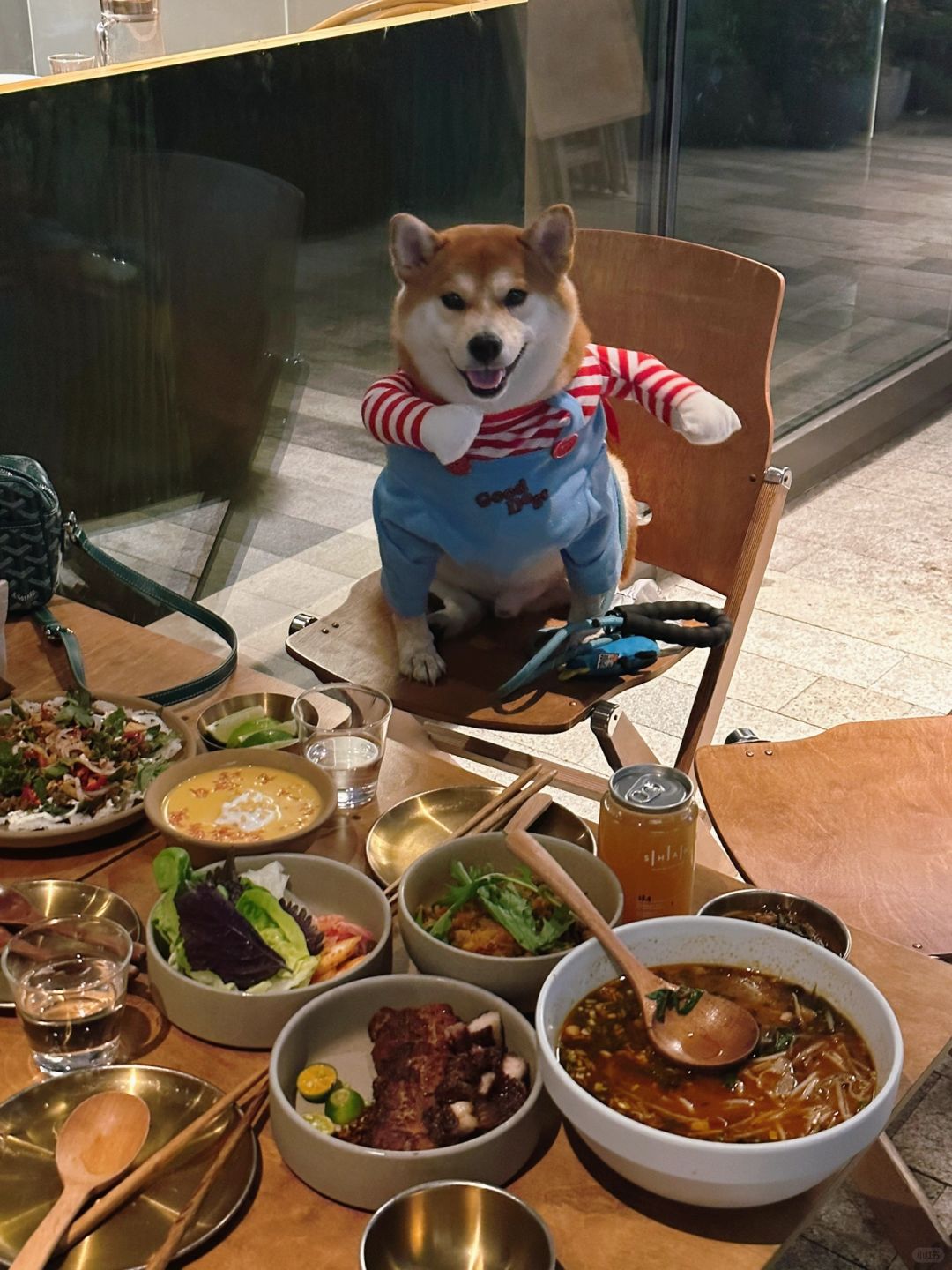 上海宠物友好餐厅打卡🍴（3/100）