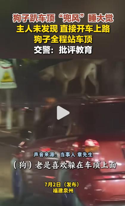 稳如老狗，现实写真版本来了。狗子趴车顶睡大觉，主人未发现直接开车上路，狗子全程站
