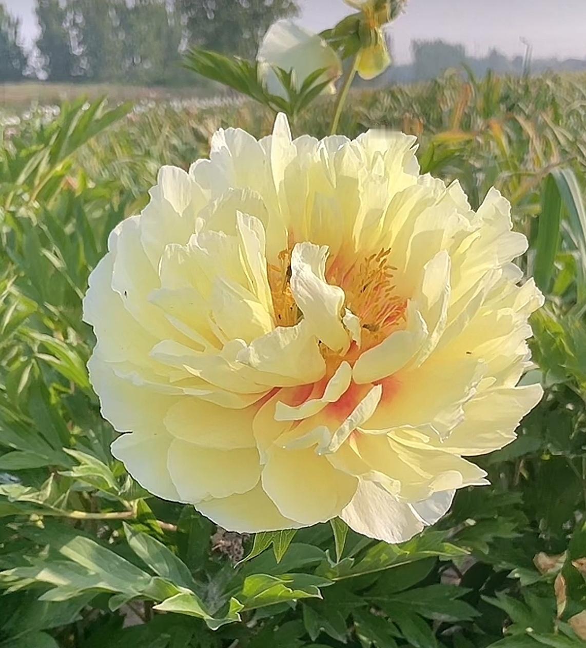绝美花朵随手拍随手拍～
