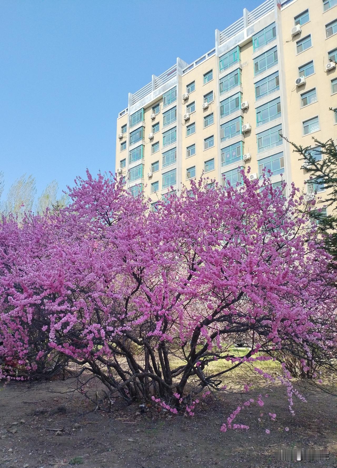 庭苑红
一树花开庭苑红，
今年不与去岁同。
草木生息皆大道，
请续句……
（世态