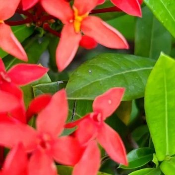 种植 🌹龙船花的养殖方法和注意事项1、盆栽土壤龙船花是喜酸性土壤的植物，配制土