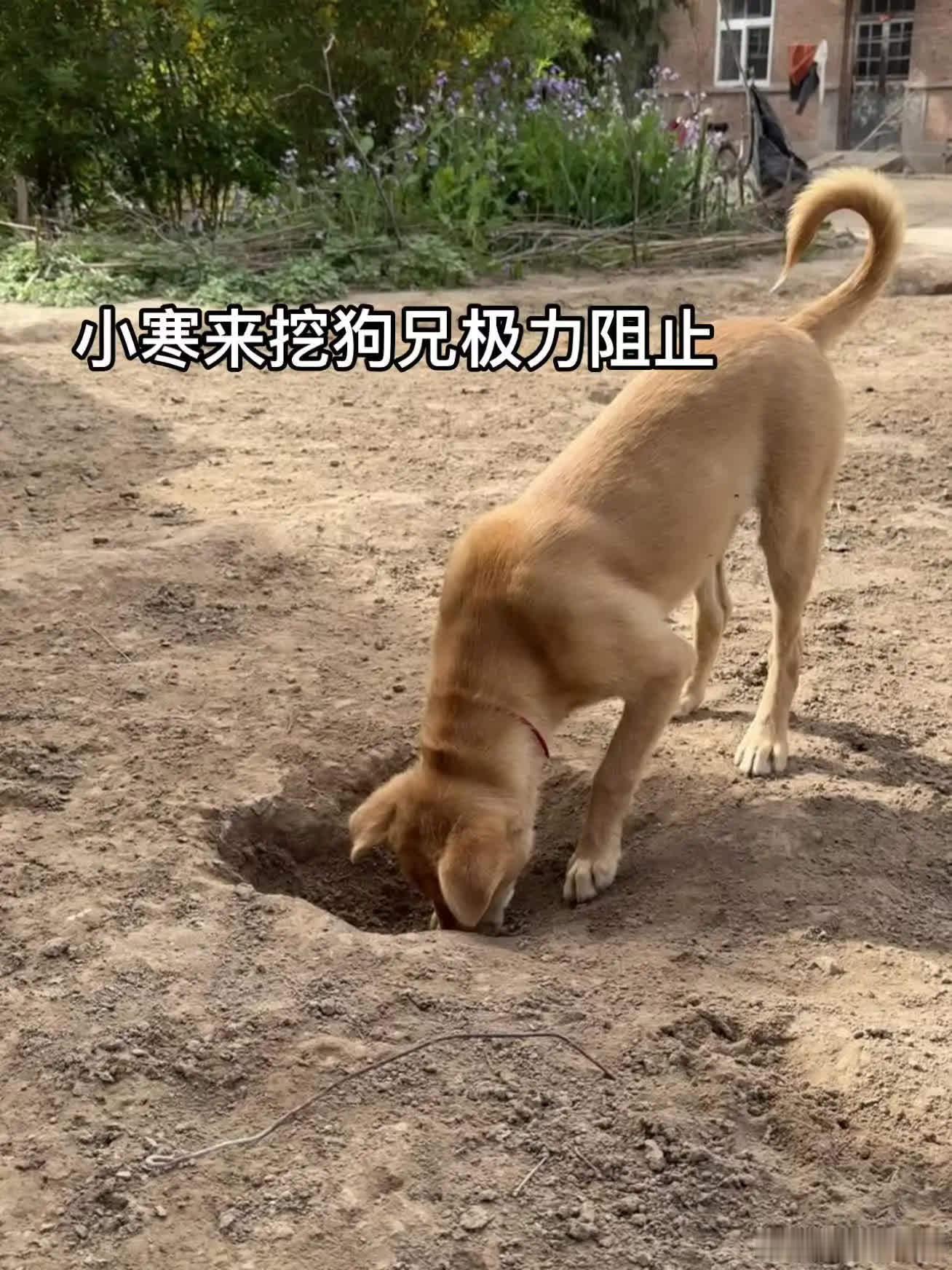 终究是错付了萌宠宠物