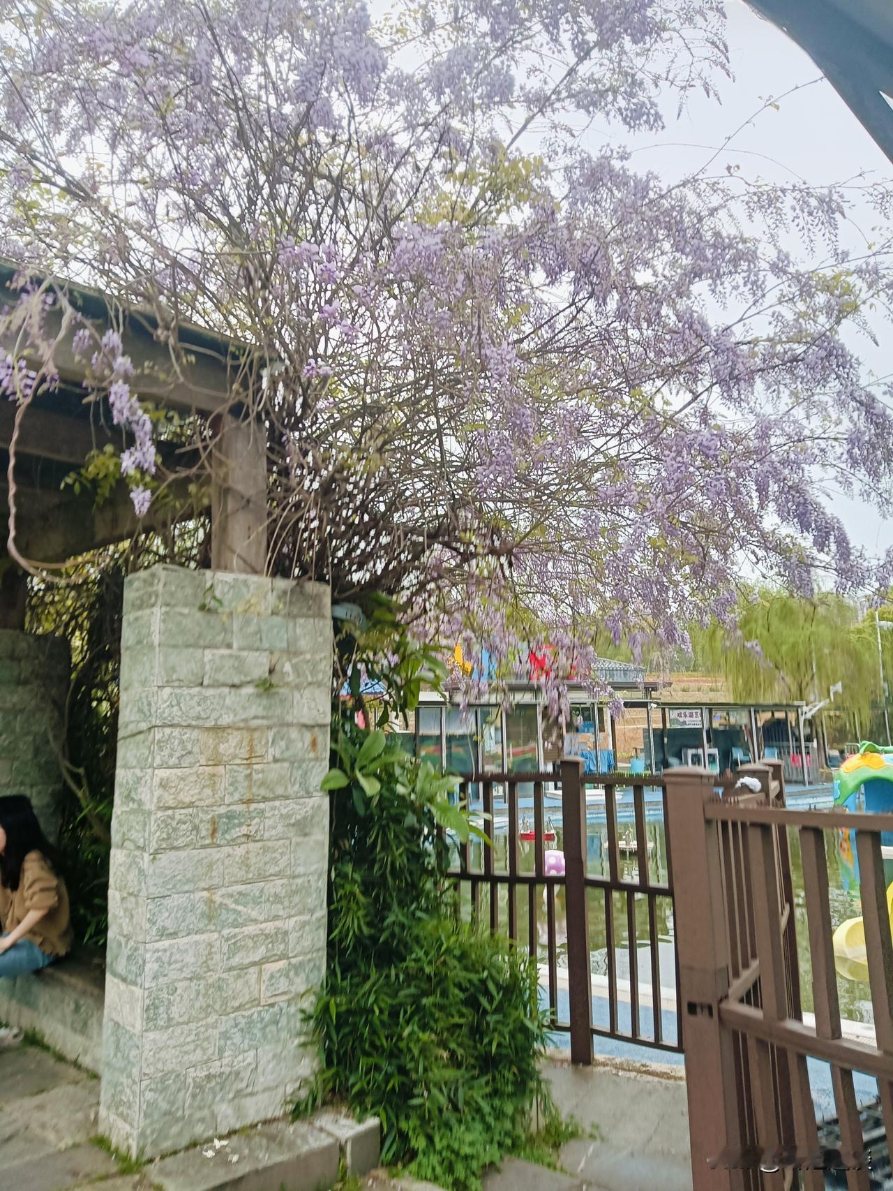 今日户外打卡！🌸
路边突然撞见了一树紫藤花，也太好看了吧！
第一次见这么茂盛的