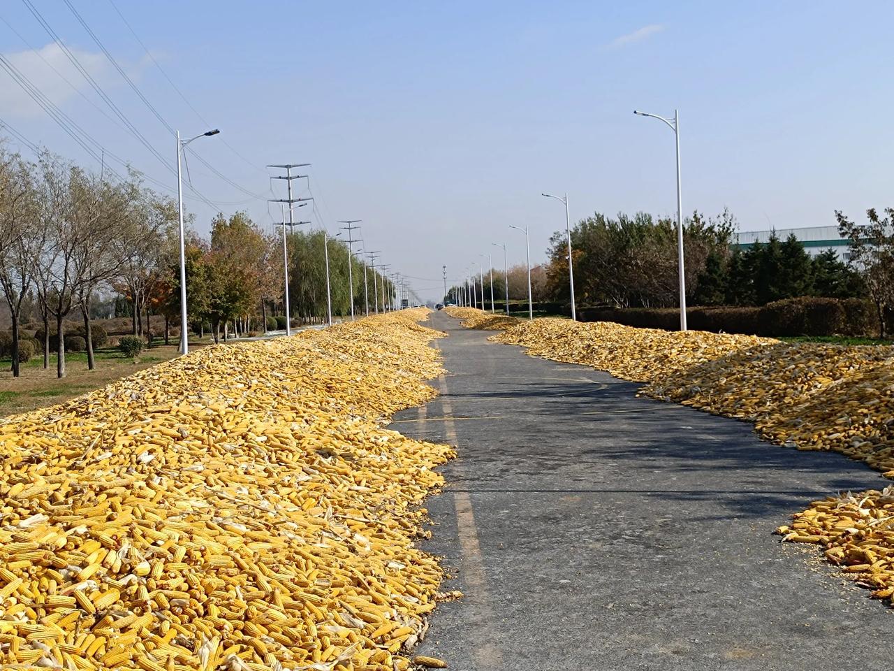 晾晒玉米🌽晾到了公路上？一网友爆料新城子一公路上被农户倒满了玉米🌽。

记者