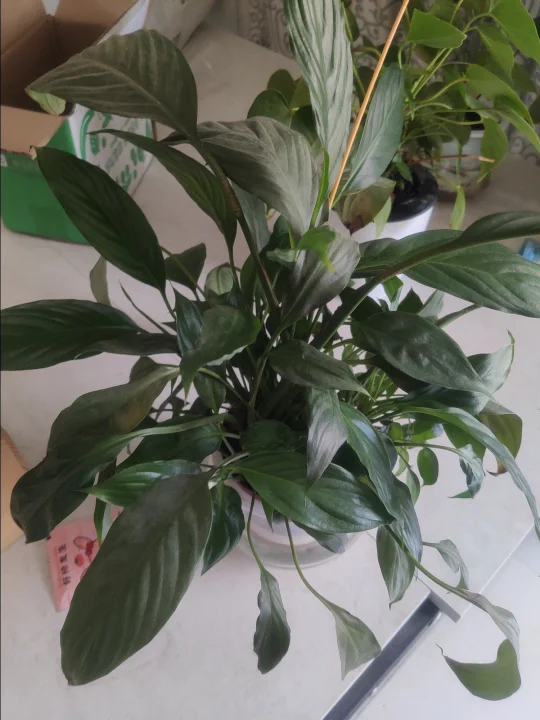 这种绿植真的太好养了！