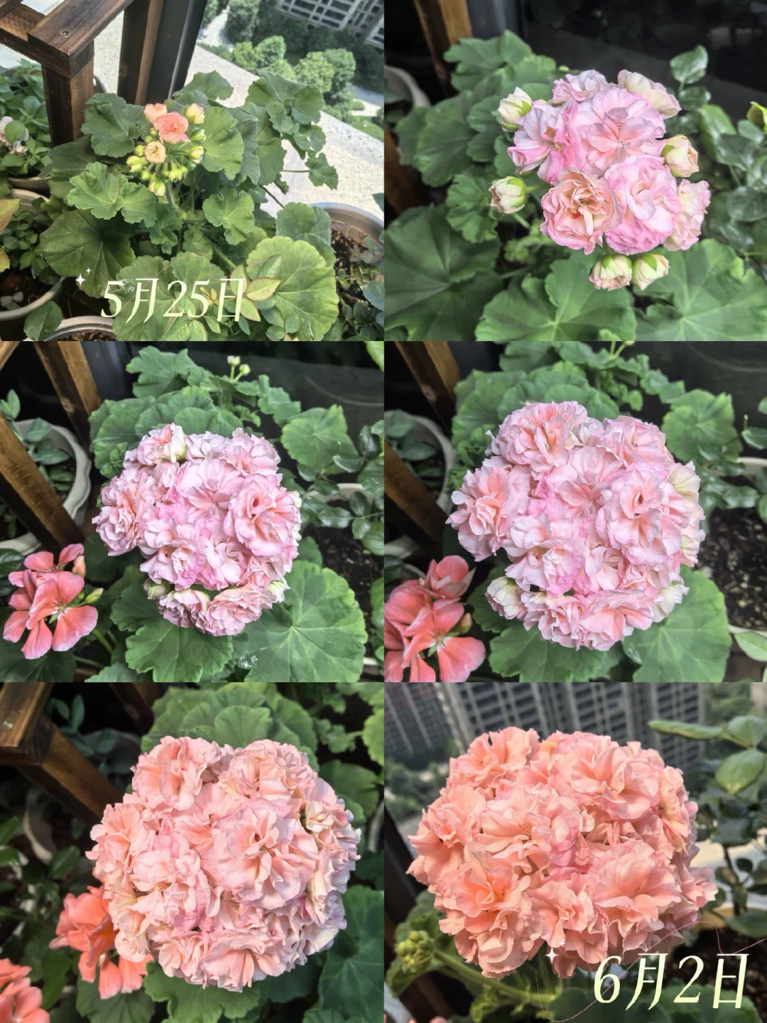 天竺葵砂金石花苞打开到开成一个球需要10天