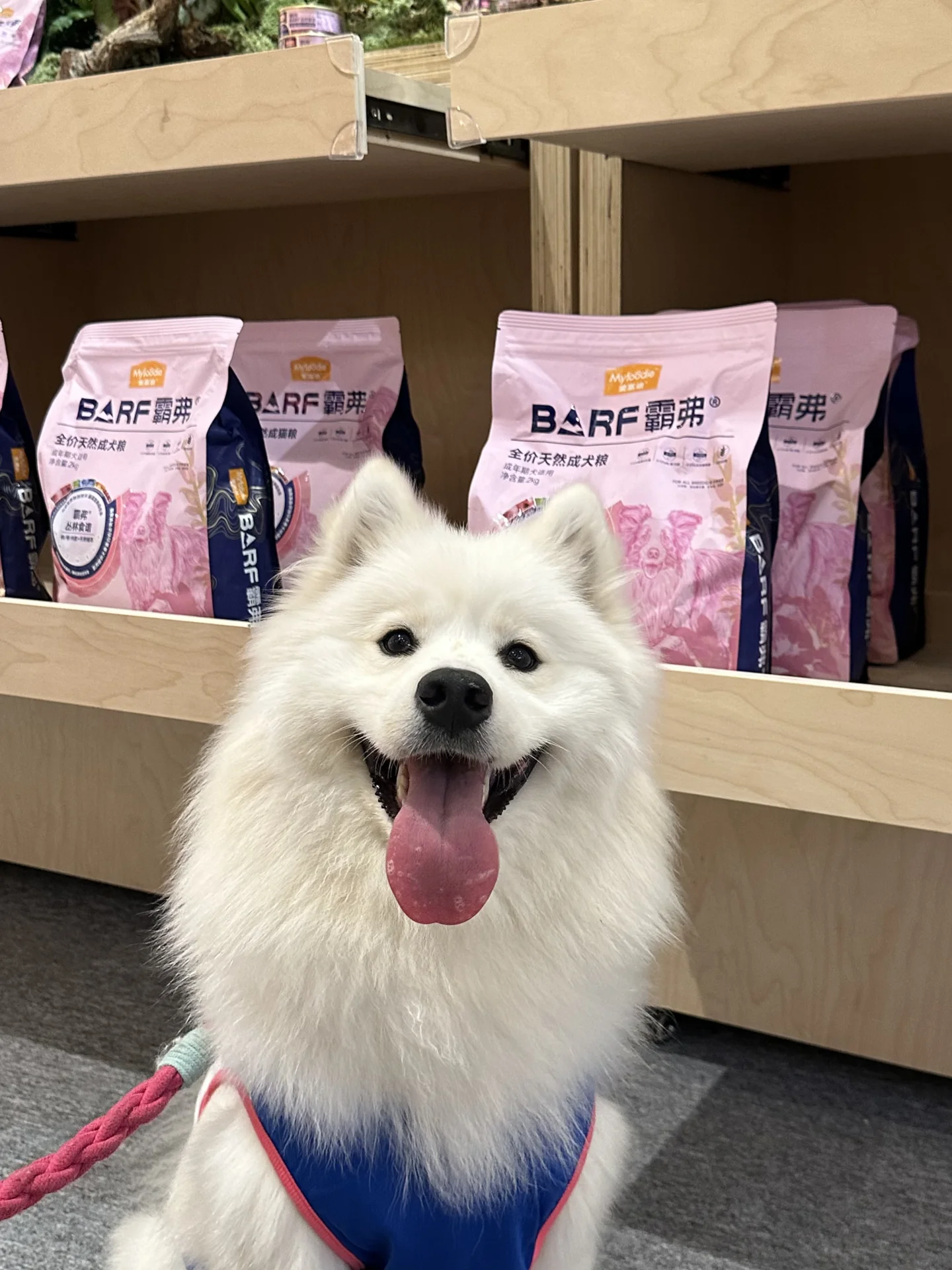 千万不要带社牛小狗去市中心！