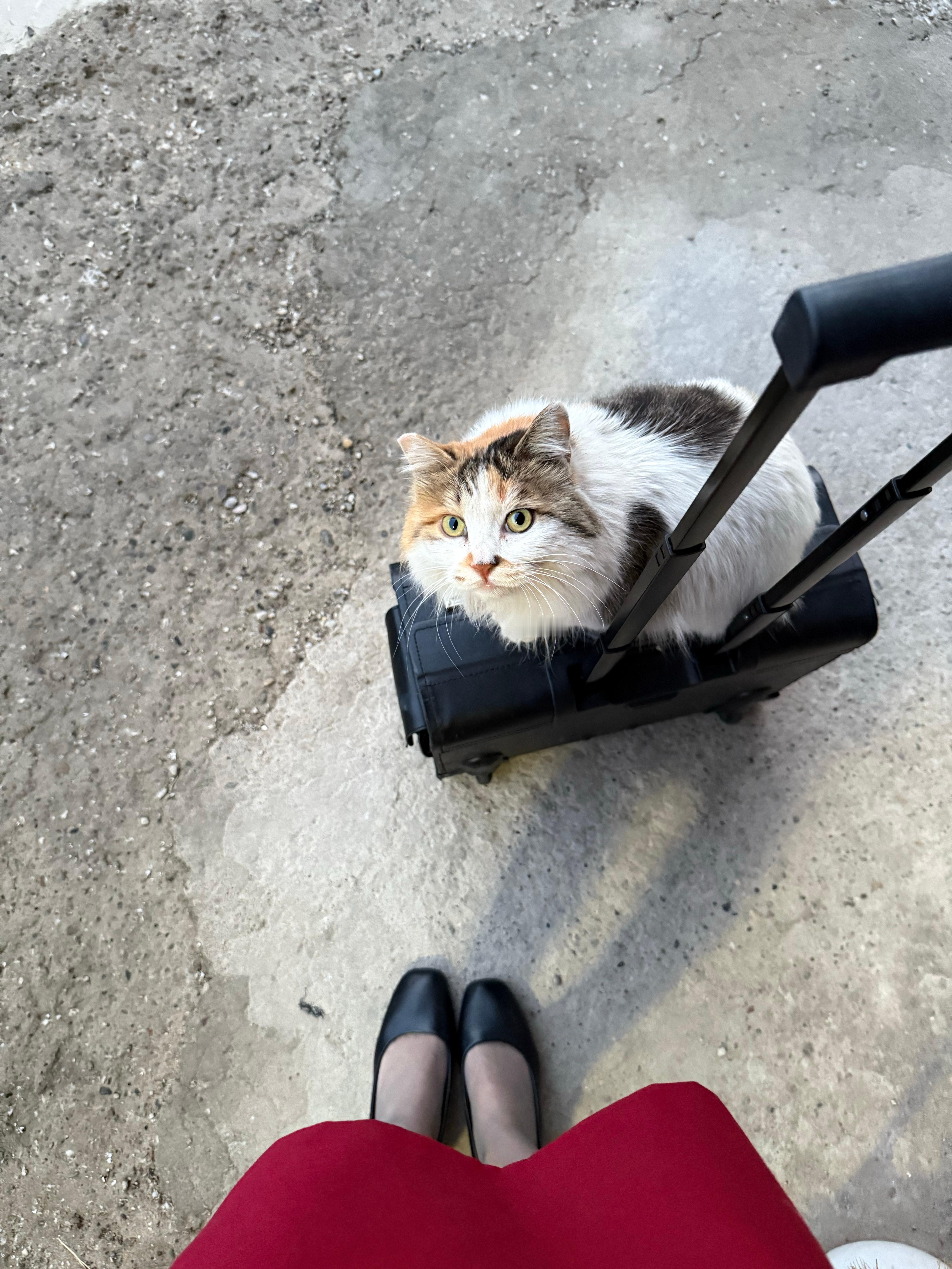 早呀小猫 要陪我上班吗[爱慕] ​​​