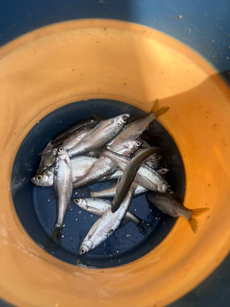 今天的鱼获就像昨天泰山队比赛，很拉稀！可能鱼儿都想着放假呢！山东泰山中超联赛