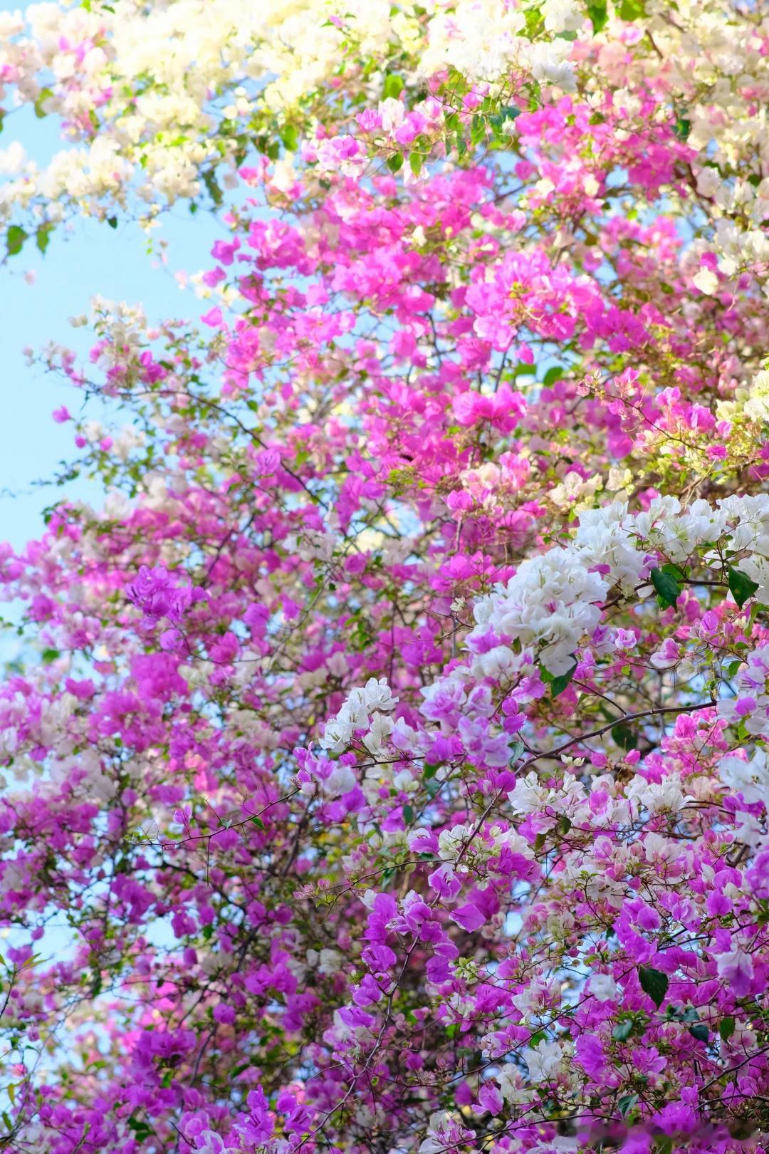 融资必读｜TS、SPA、SHA：三份文件，一场“婚姻”这三份文件就是一场从恋爱到