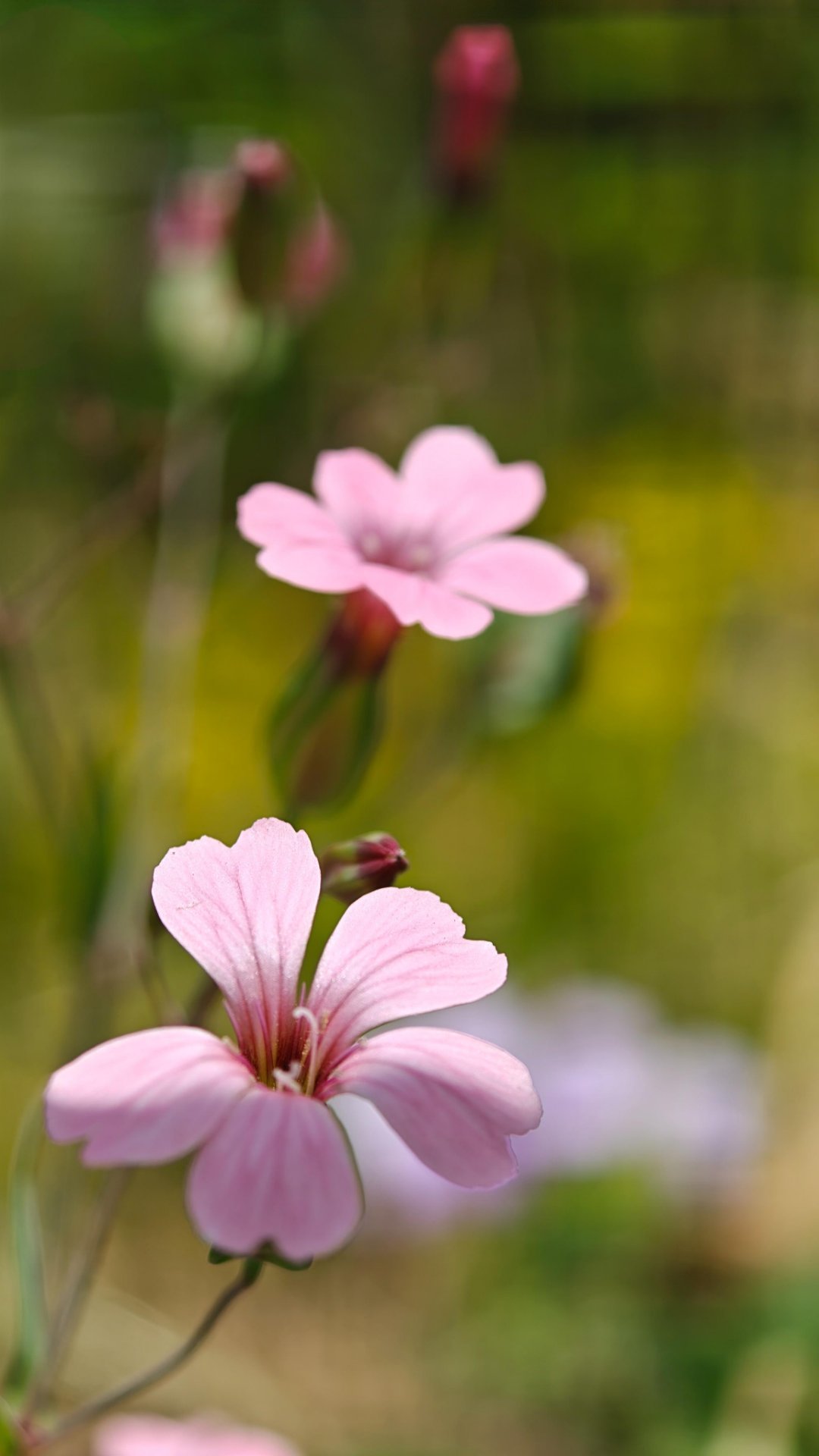colorwalk偶遇春天我的春色配方 卖蓝菜的粉花星星点点缀满枝头，柔瓣轻扬，